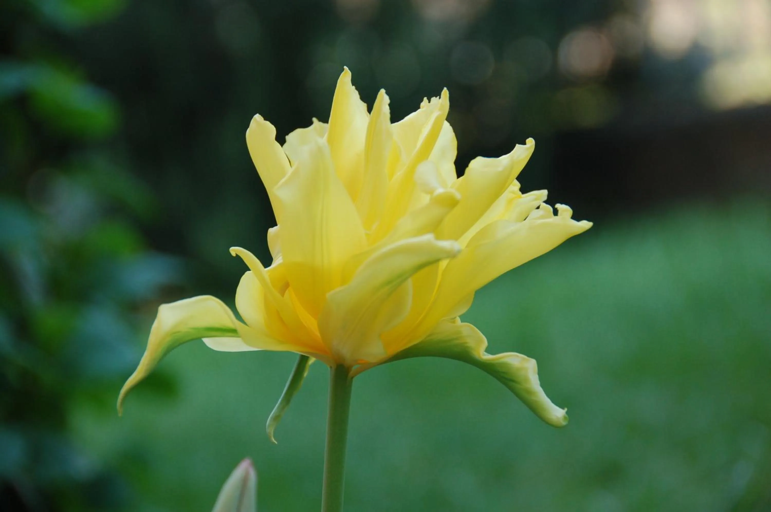 Other in B&B Cherry En Rose