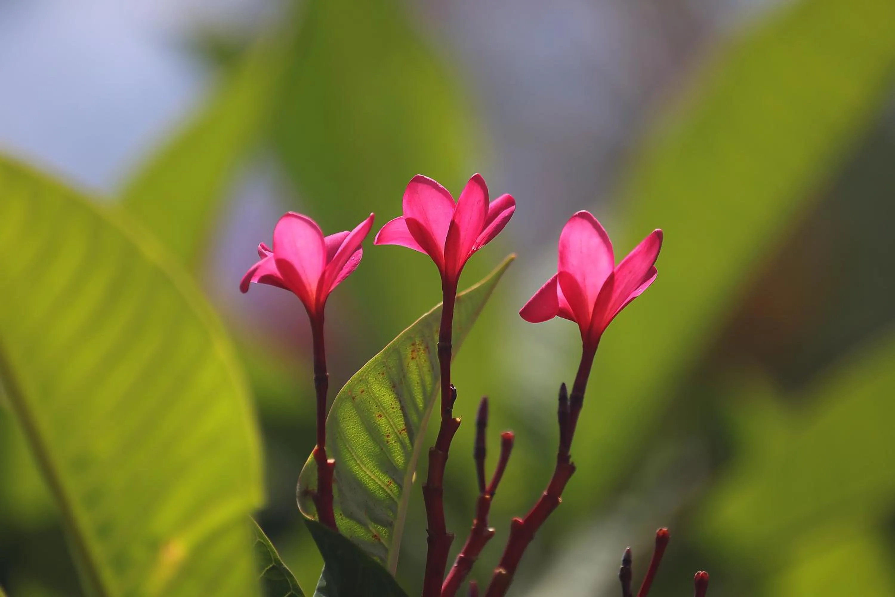 Casa Frangipani