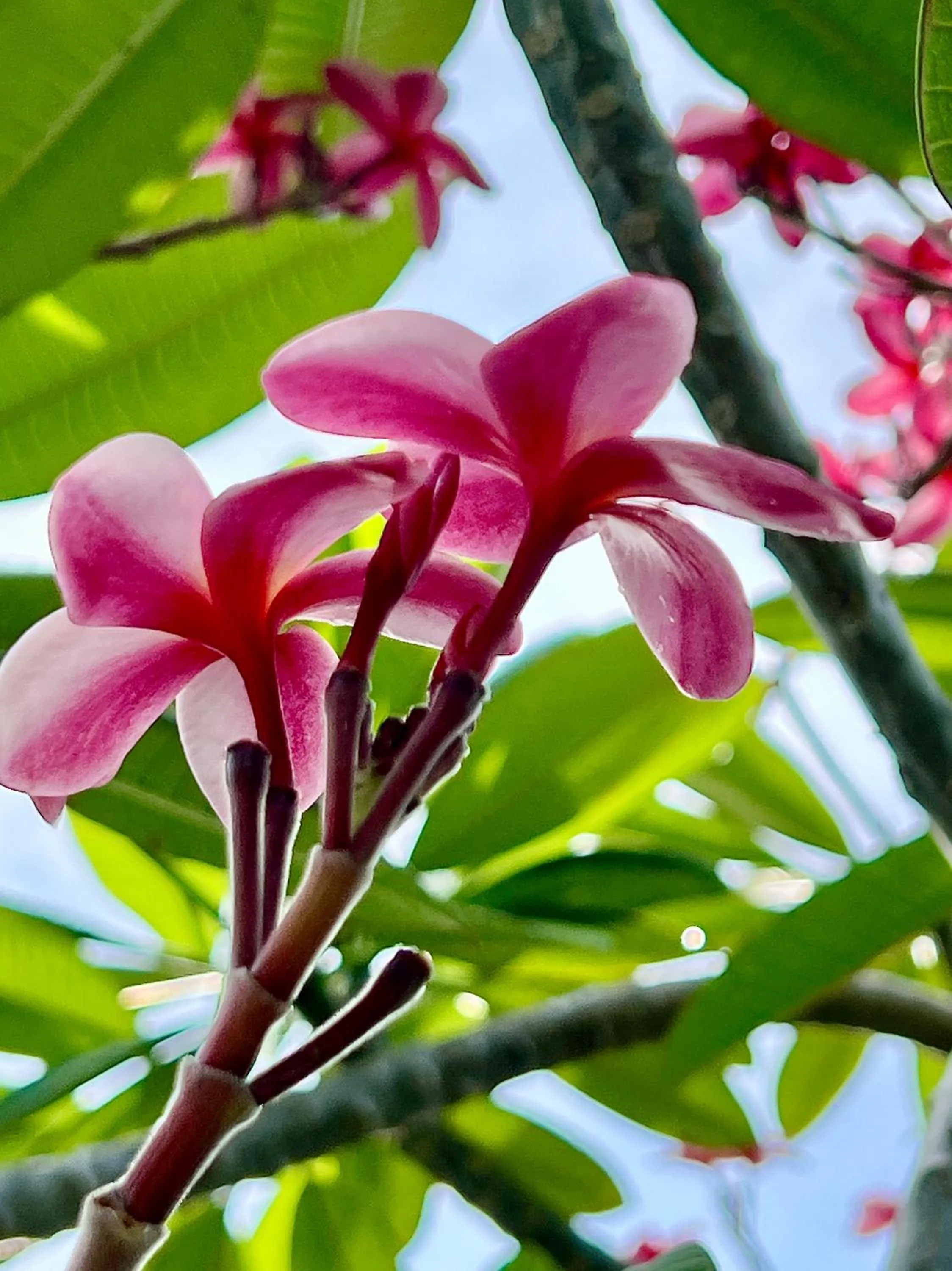 Casa Frangipani