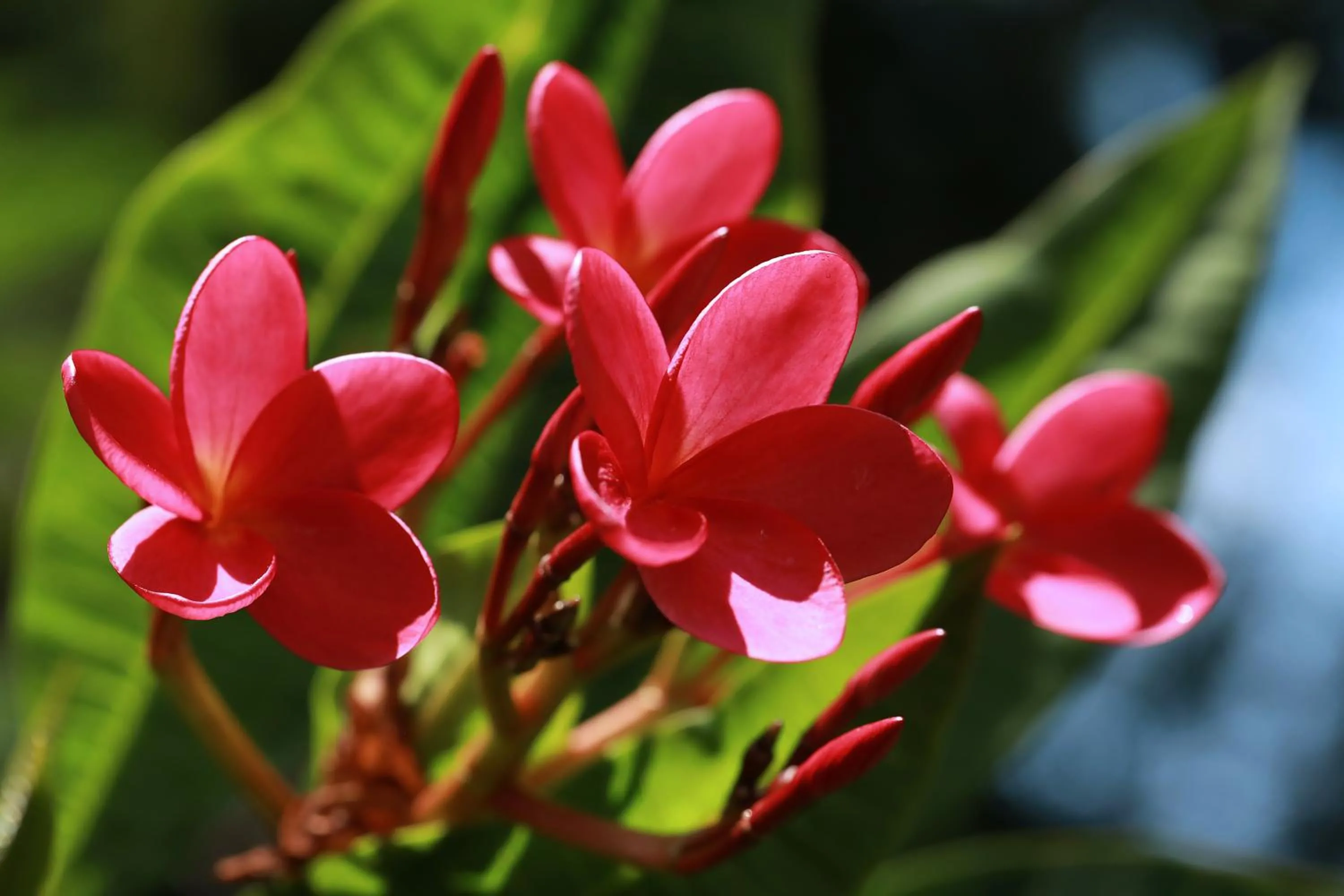 Casa Frangipani