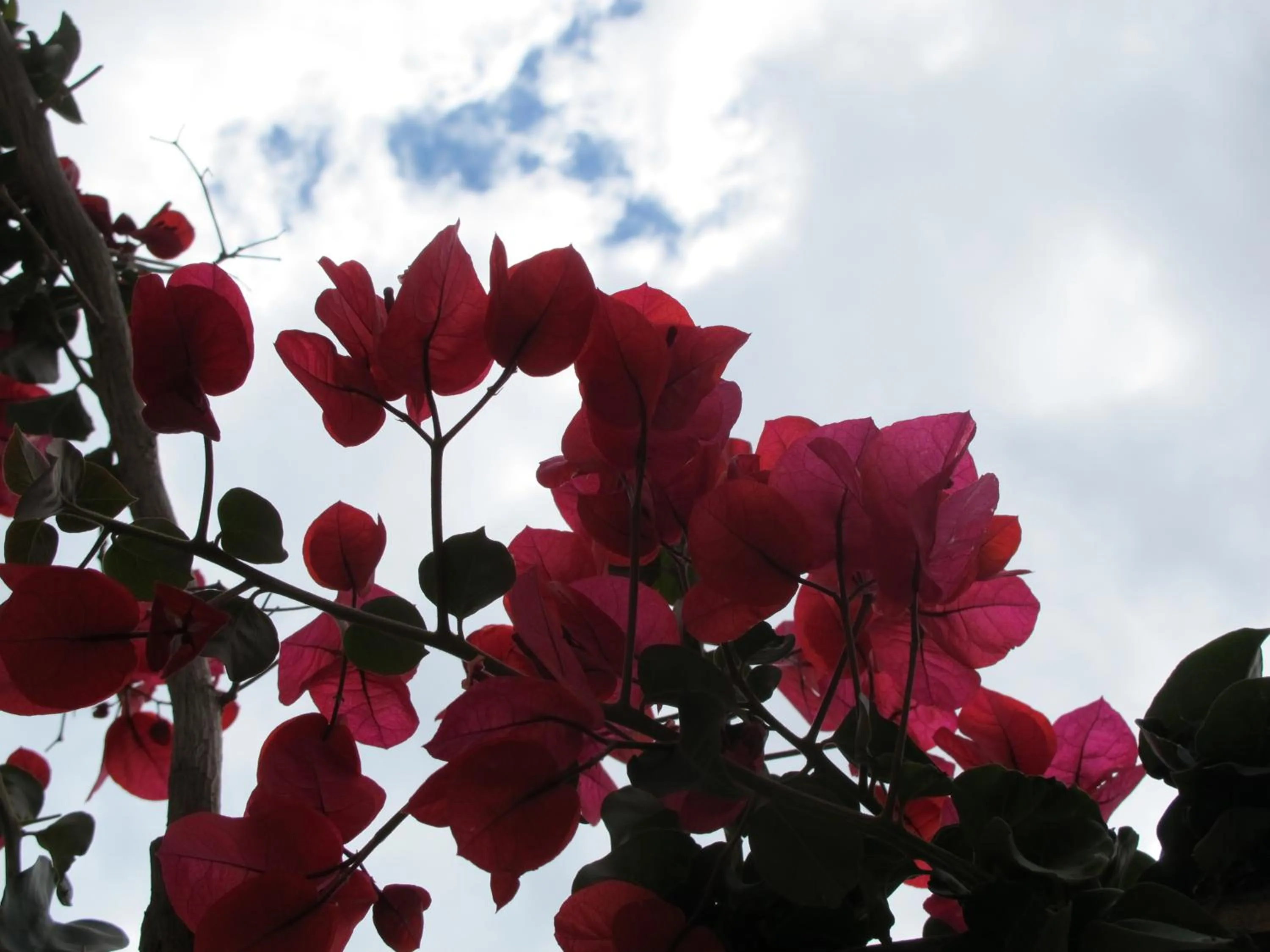 Spring in Albatross Apartments