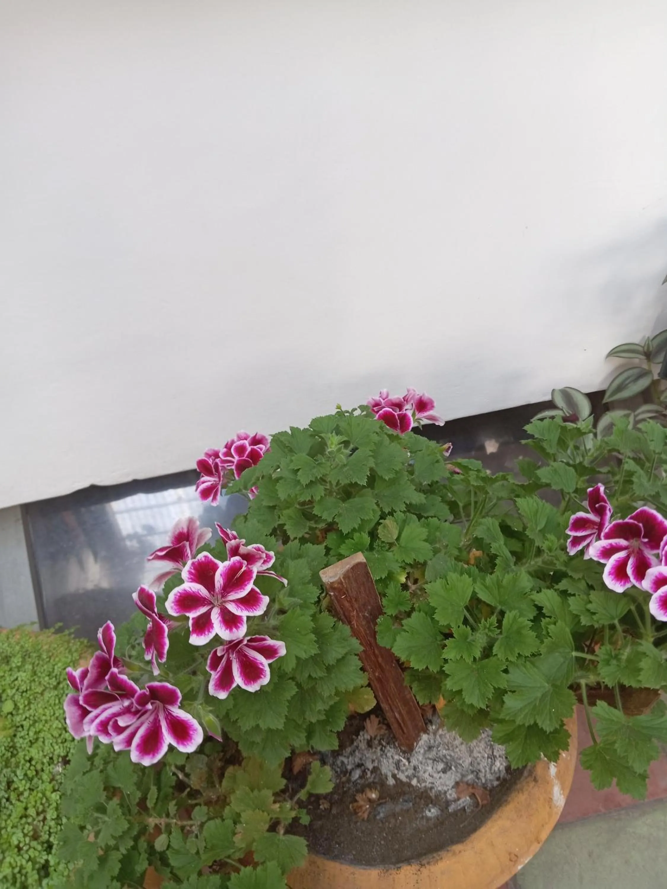 Garden view in Hostal Posada del Maple