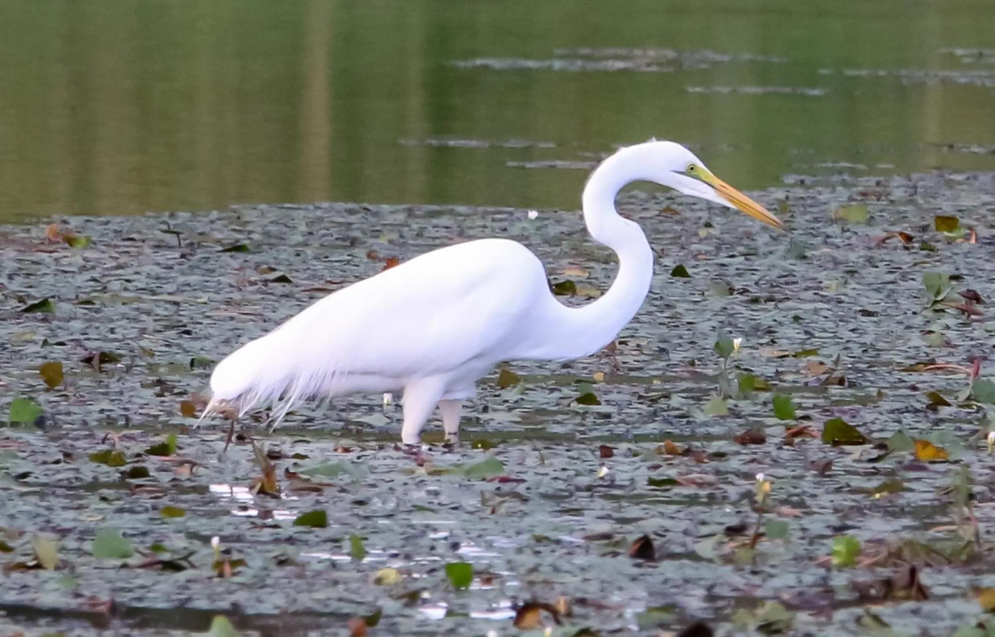 Animals in The Waterfront, Maun