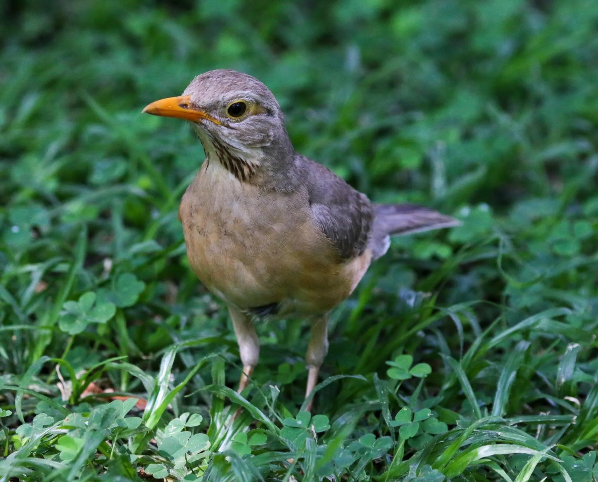 Animals in The Waterfront, Maun