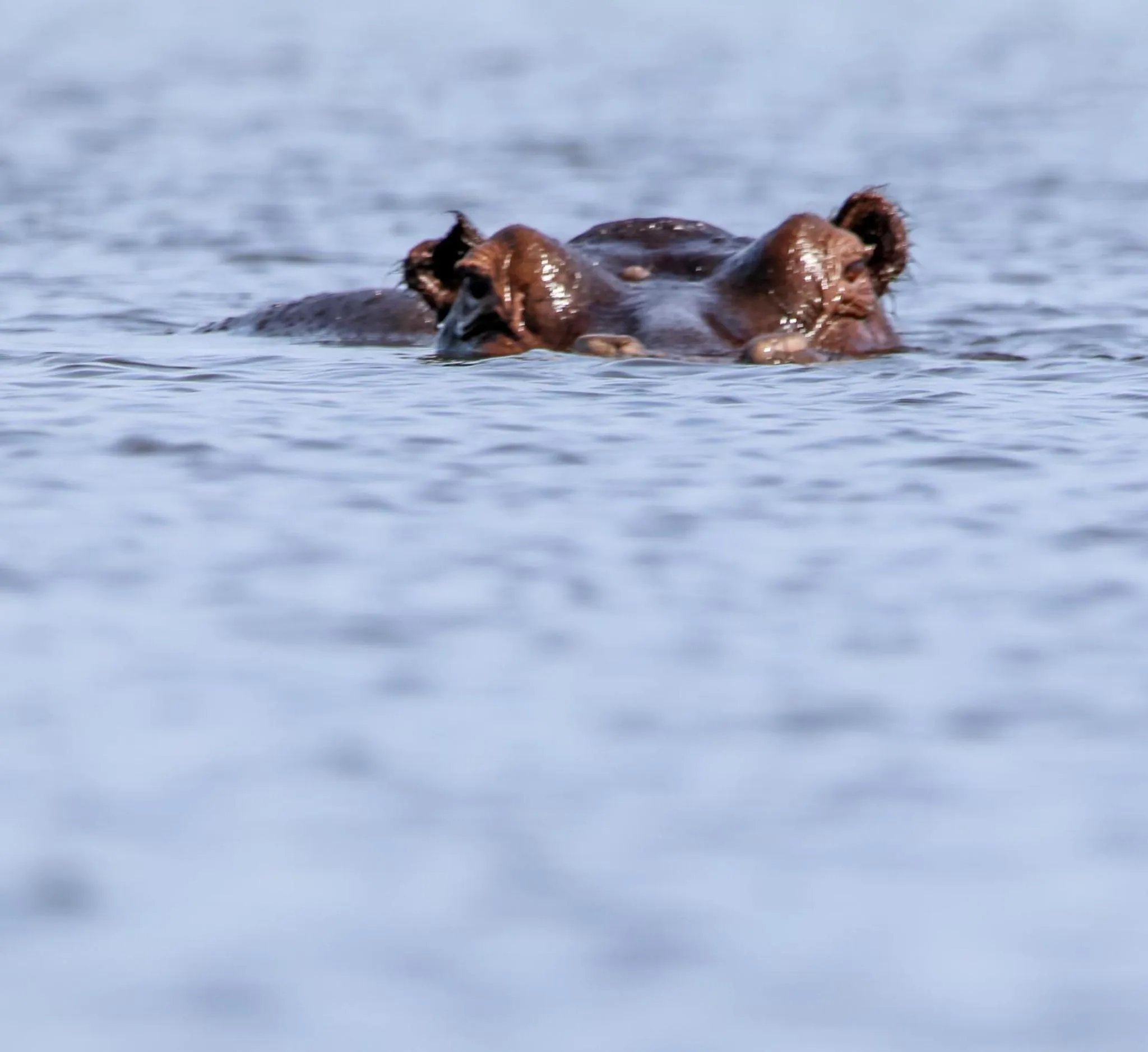 Animals in The Waterfront, Maun