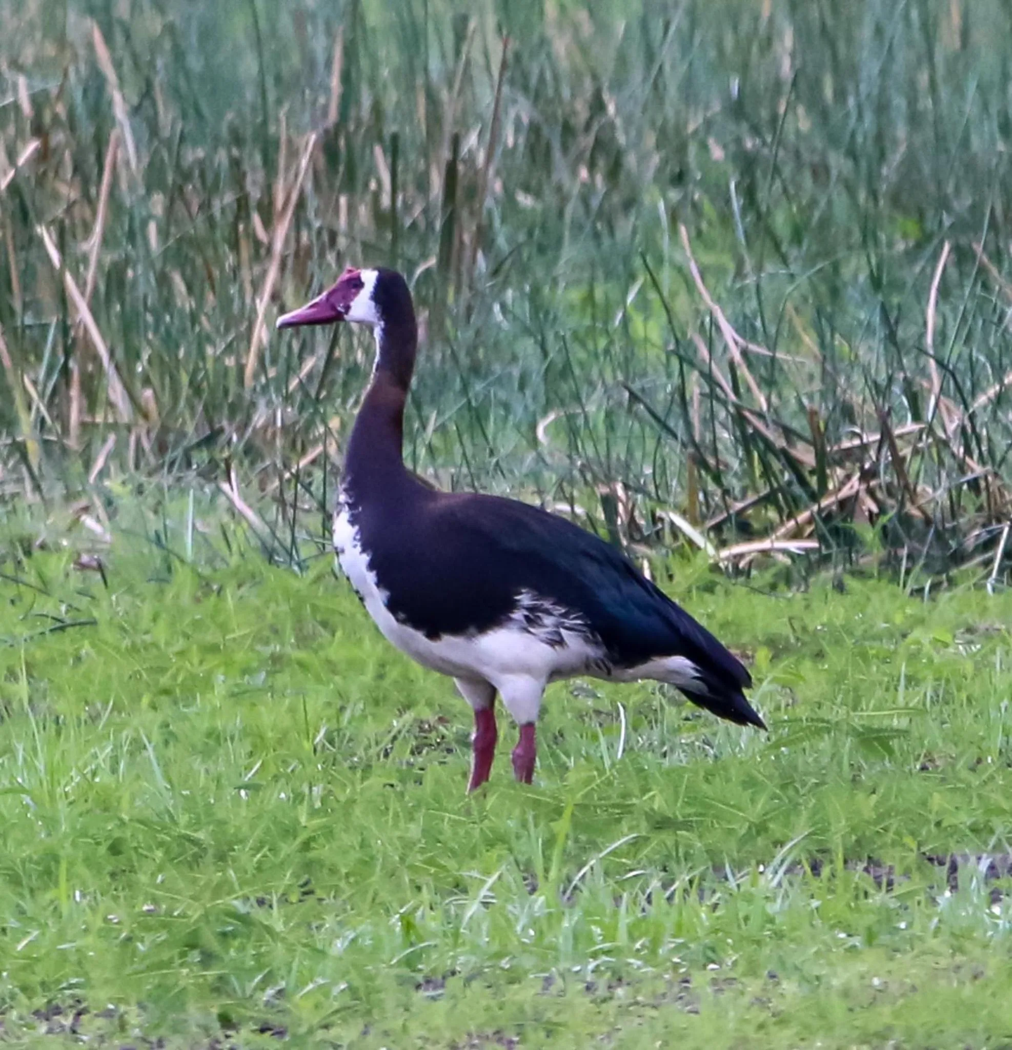 Animals in The Waterfront, Maun