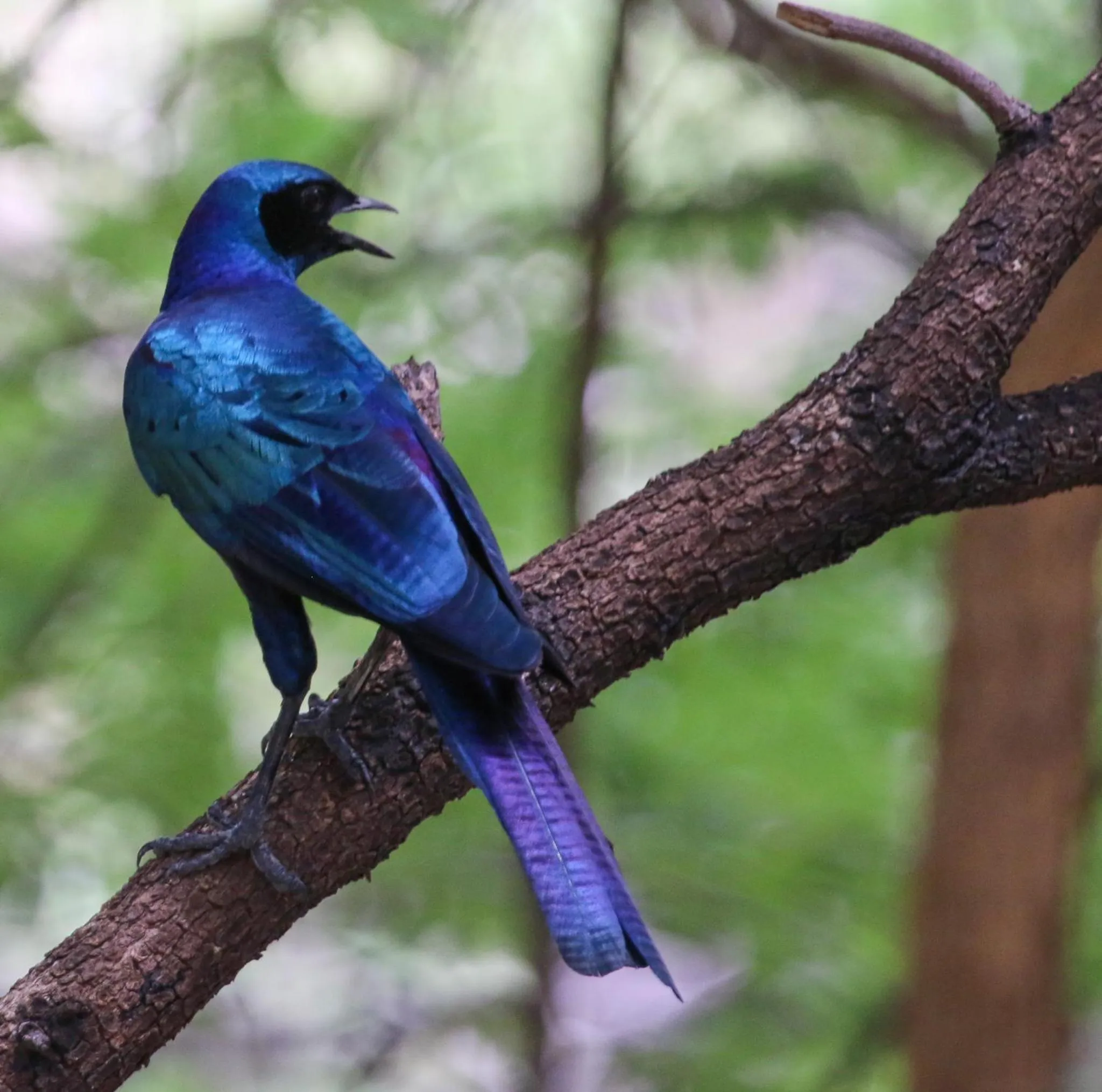 Animals in The Waterfront, Maun