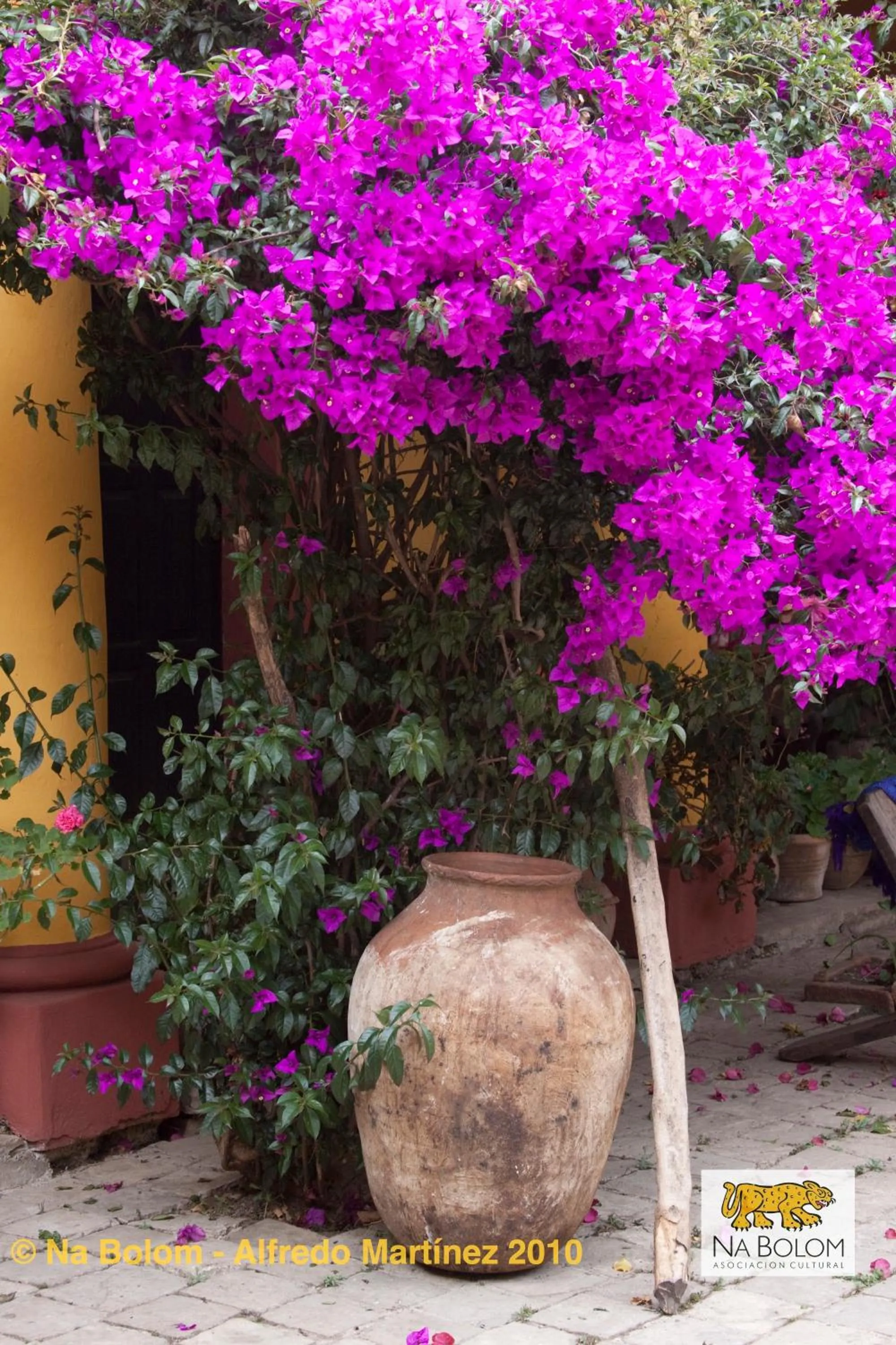 Lobby or reception in Hotel Na Bolom