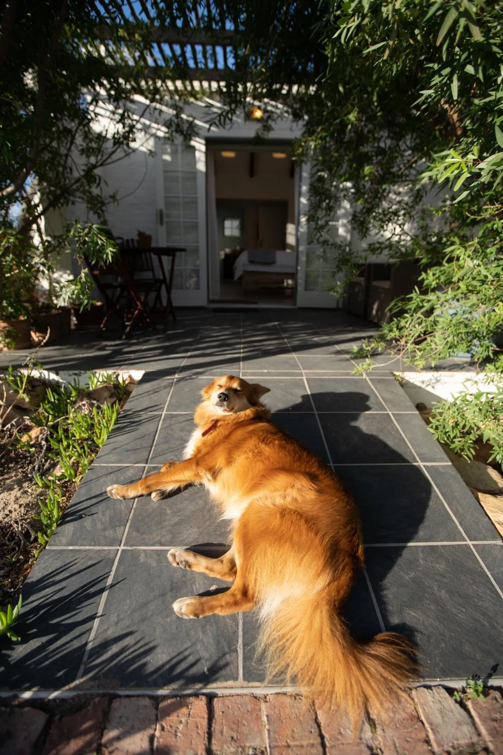 Pets in Kogman & Keisie Guest Farm