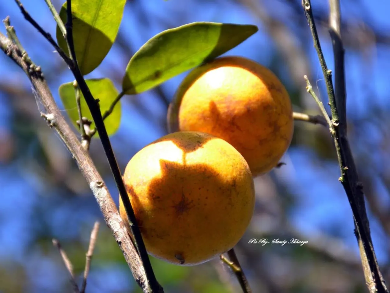 Orange Orchard
