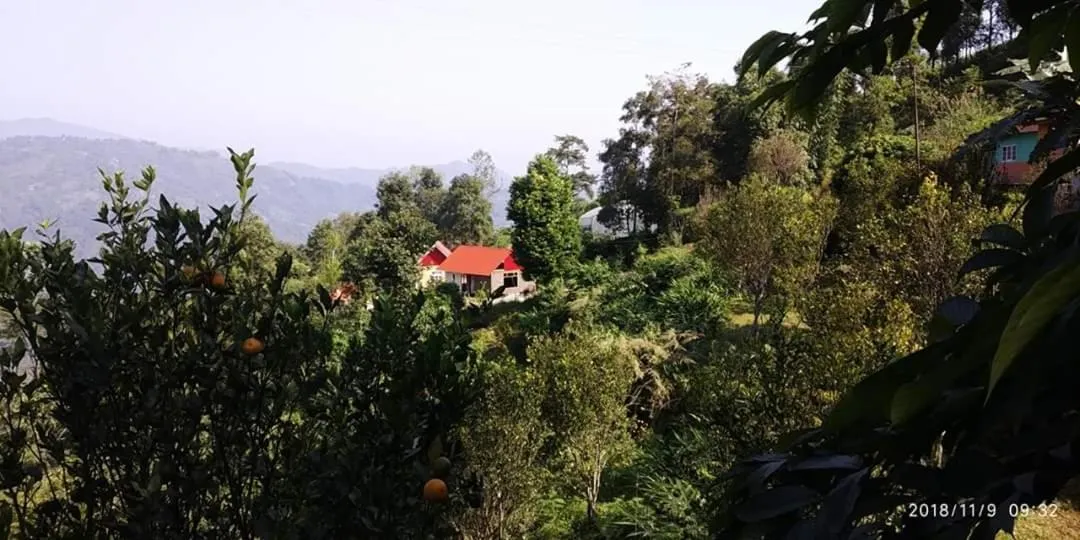 Orange Orchard