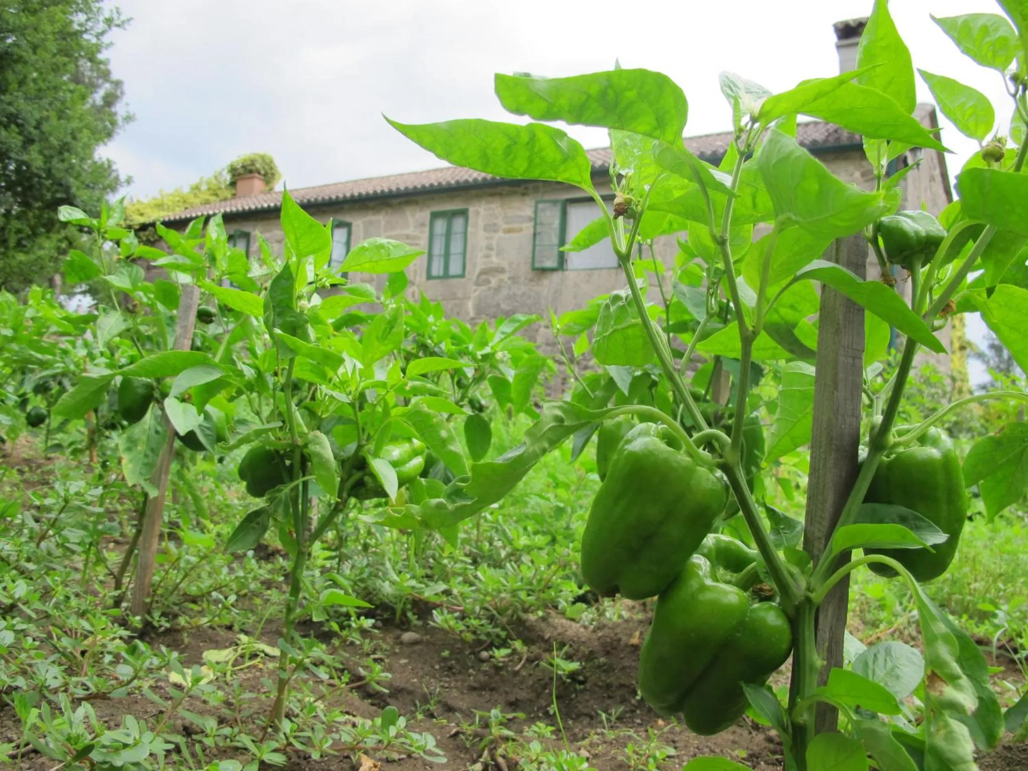 Garden view in Casa Do Cribeiro