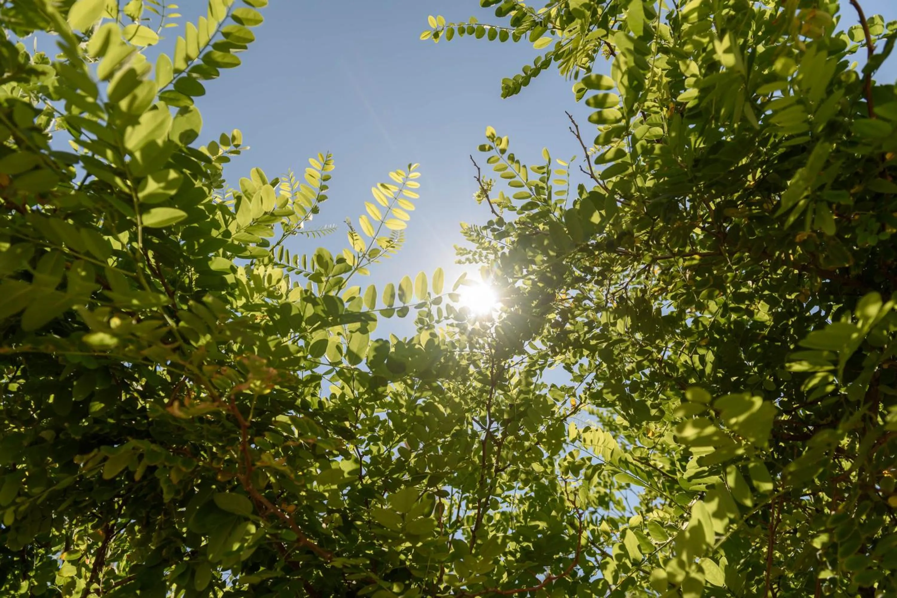 Natural landscape in Rooster Guesthouse Rooms