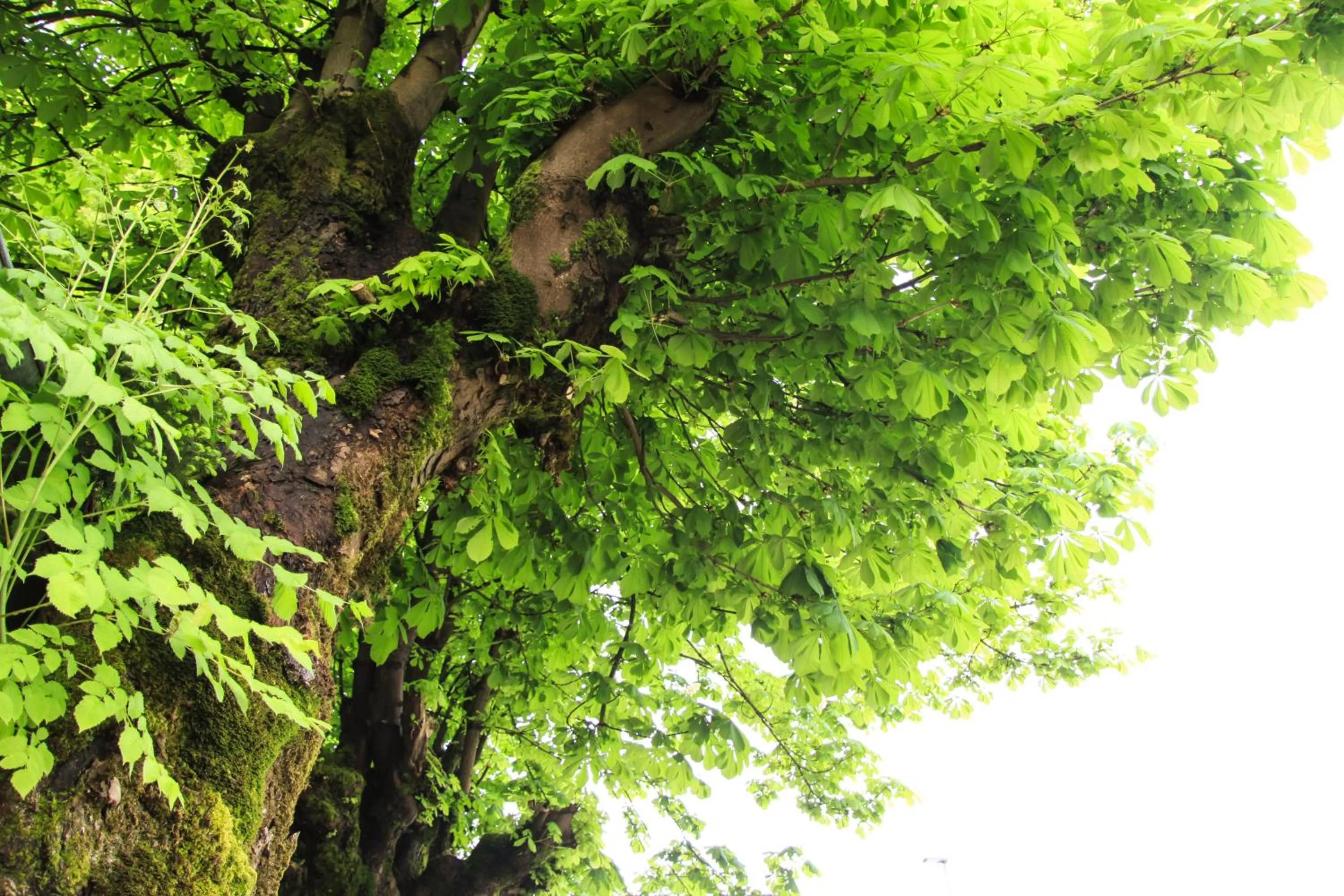 Spring in B&B Pod Skalo