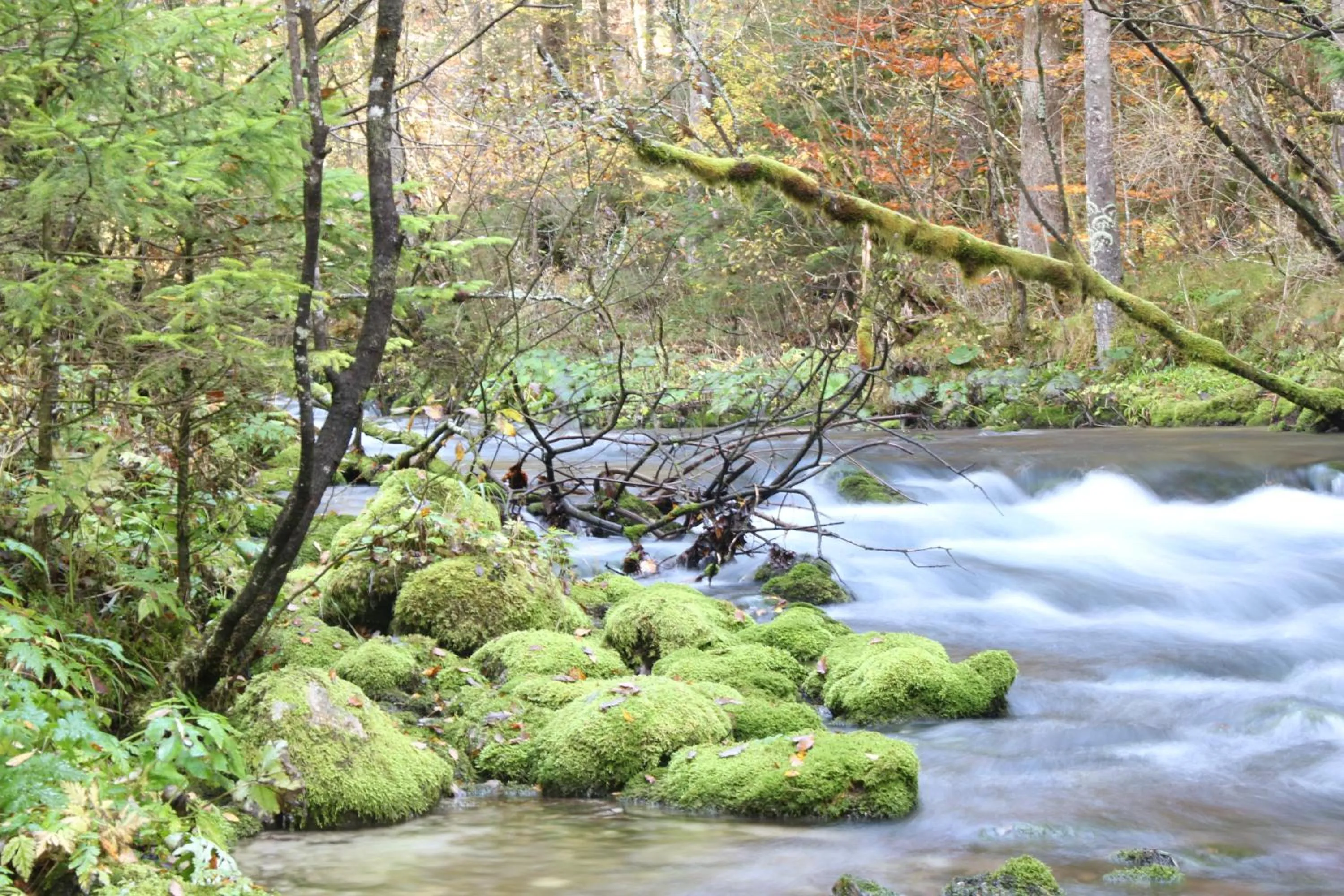 Day in B&B Pod Skalo