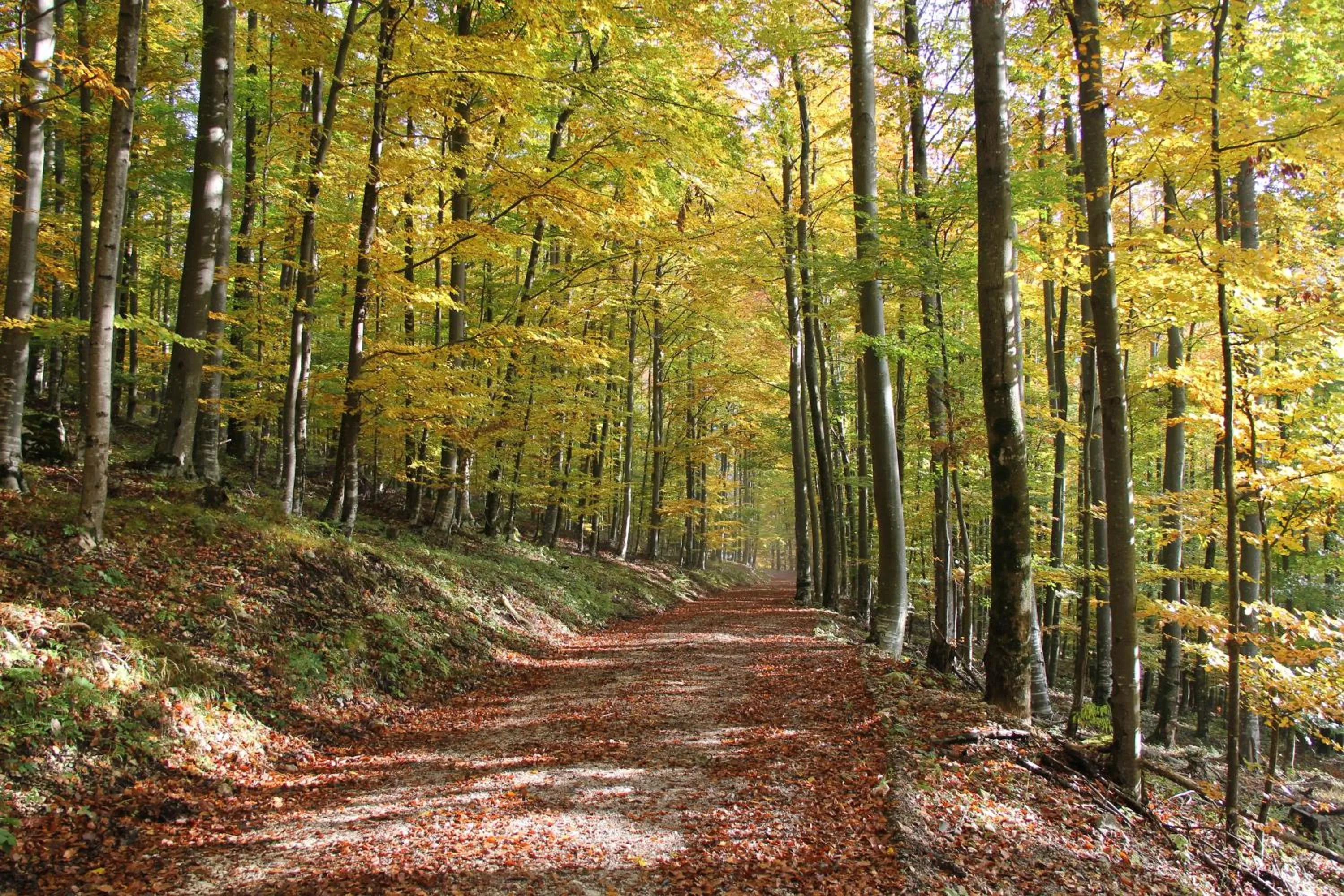 Nearby landmark in B&B Pod Skalo