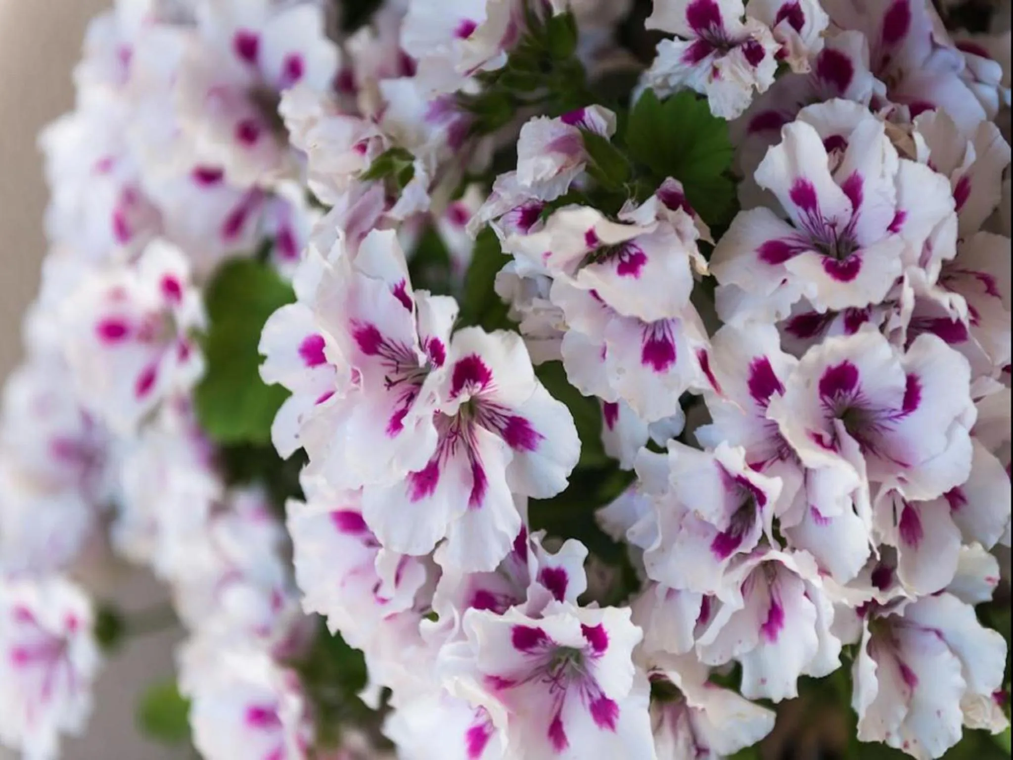 Decorative detail in Apartment Garden M&M