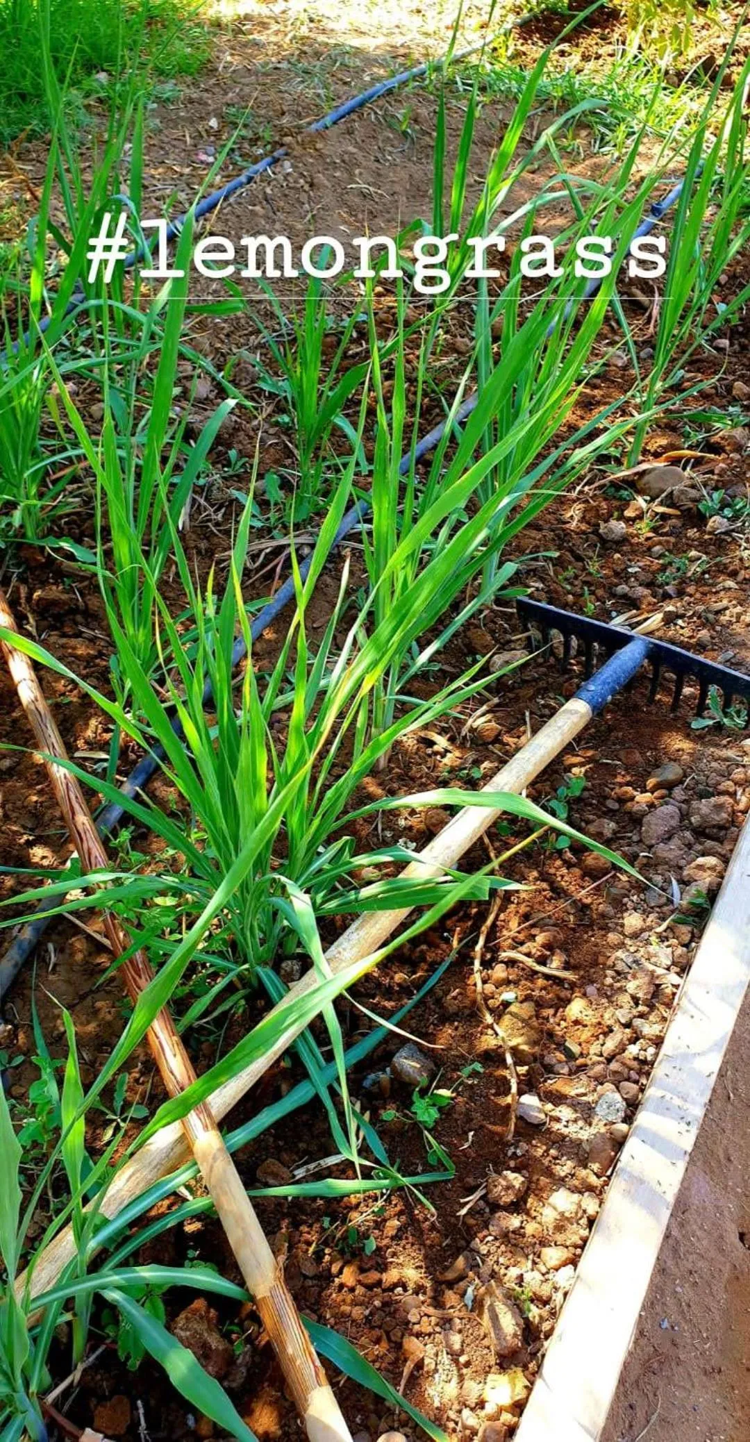 Garden in Casa Taos