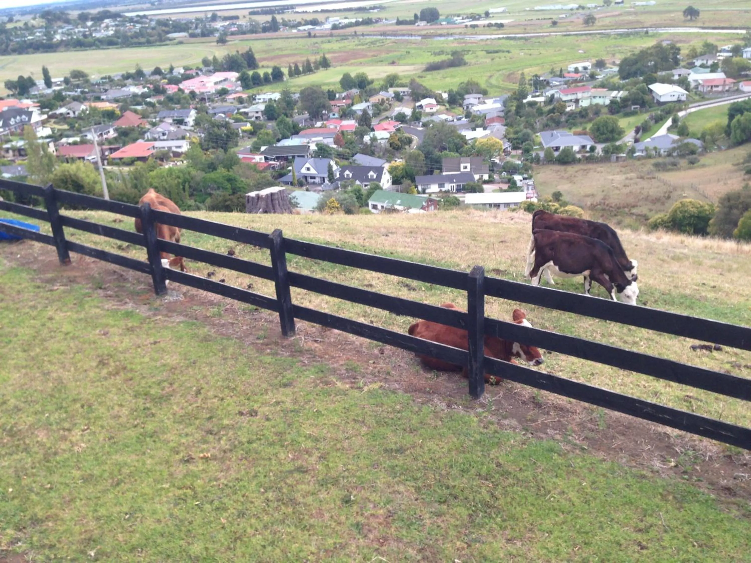 Animals in Chartré Manor B&B