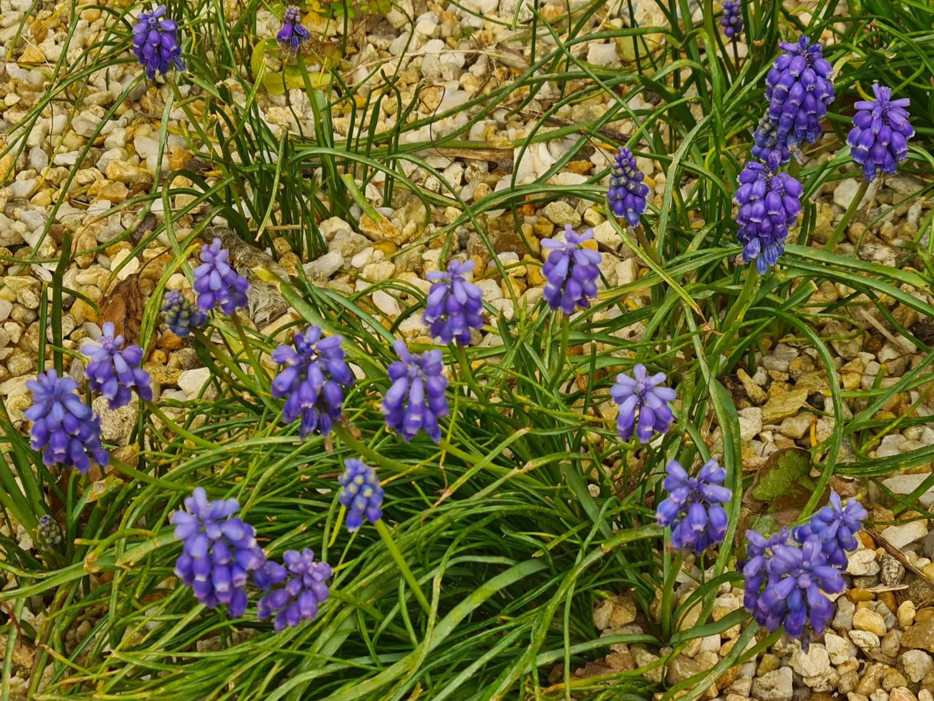 Kêr Neizh Breizh - Gîtes de Charme - Le Petit Châtelier