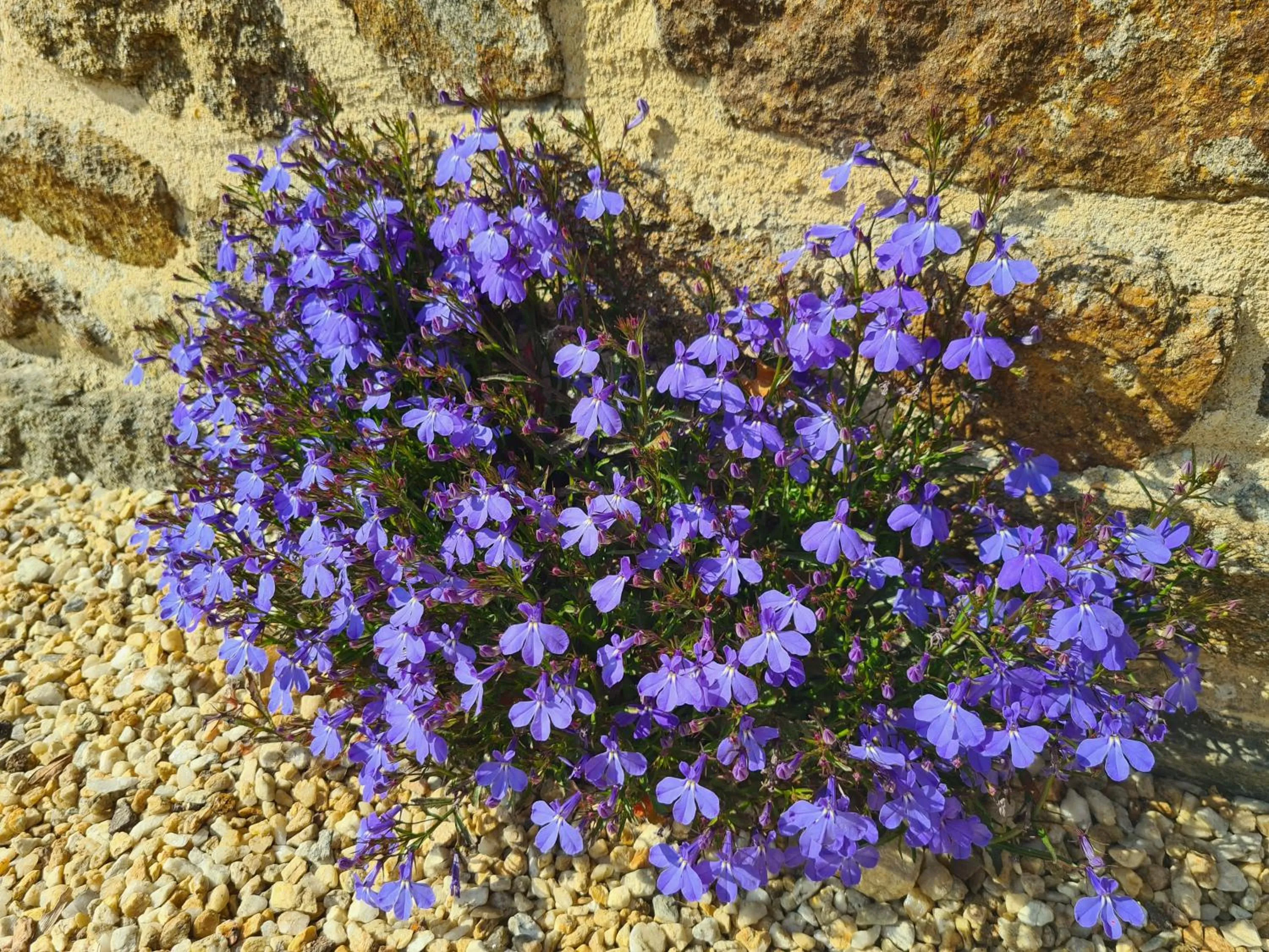 Kêr Neizh Breizh - Gîtes de Charme - Le Petit Châtelier