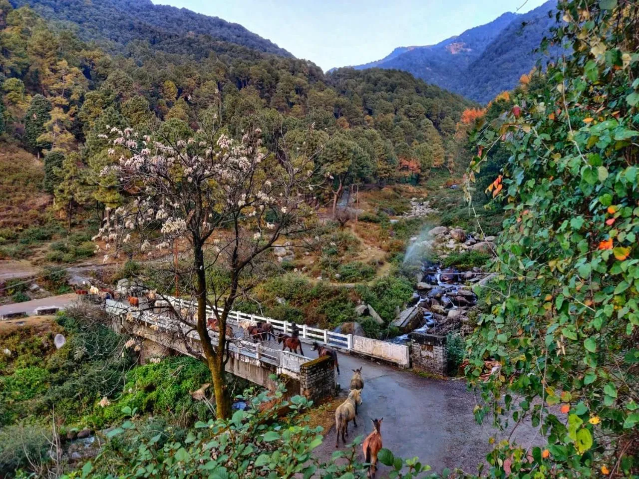 River view in Monkey Mud House and Camps, Bir