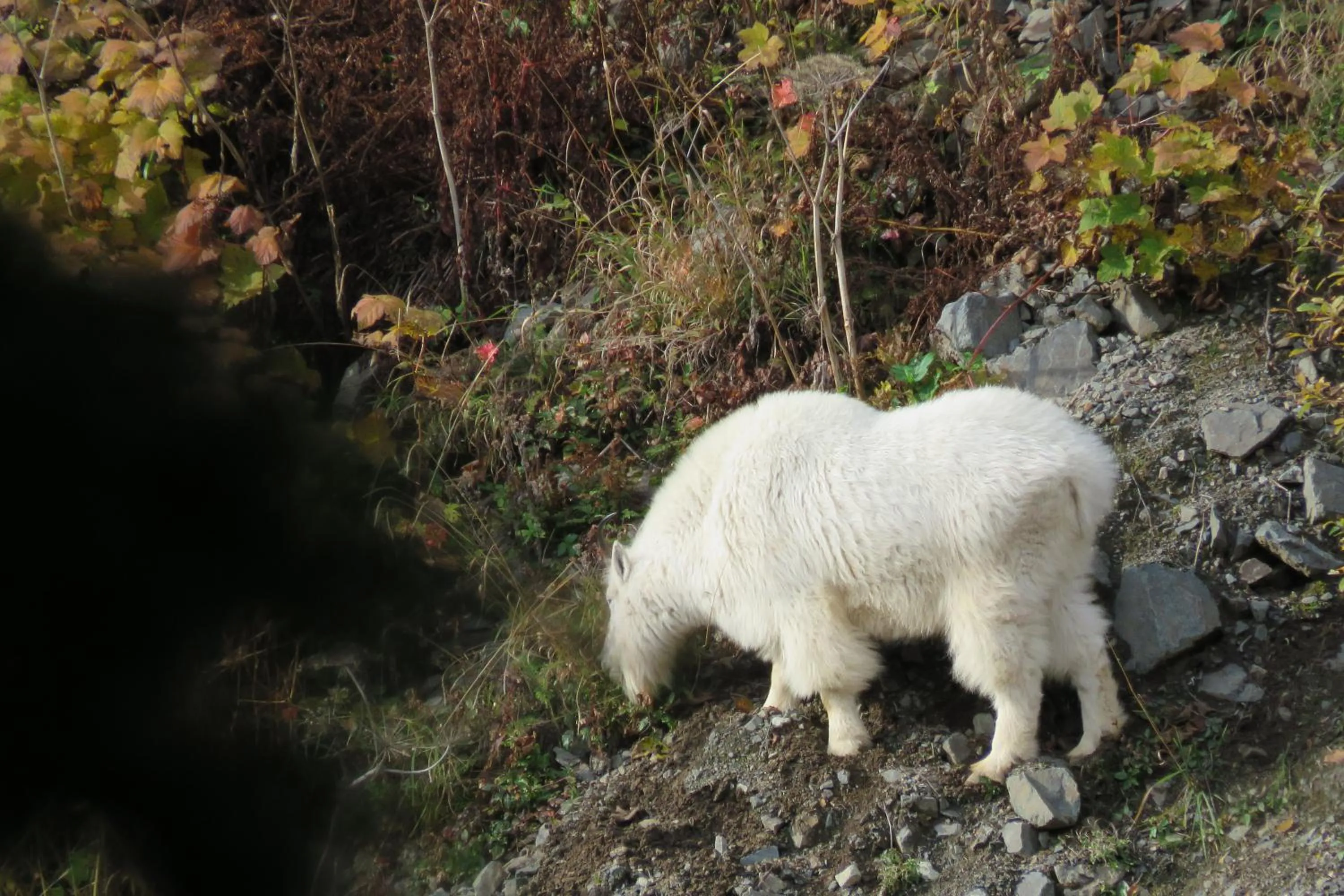 Animals in Historic Hotel Bayview