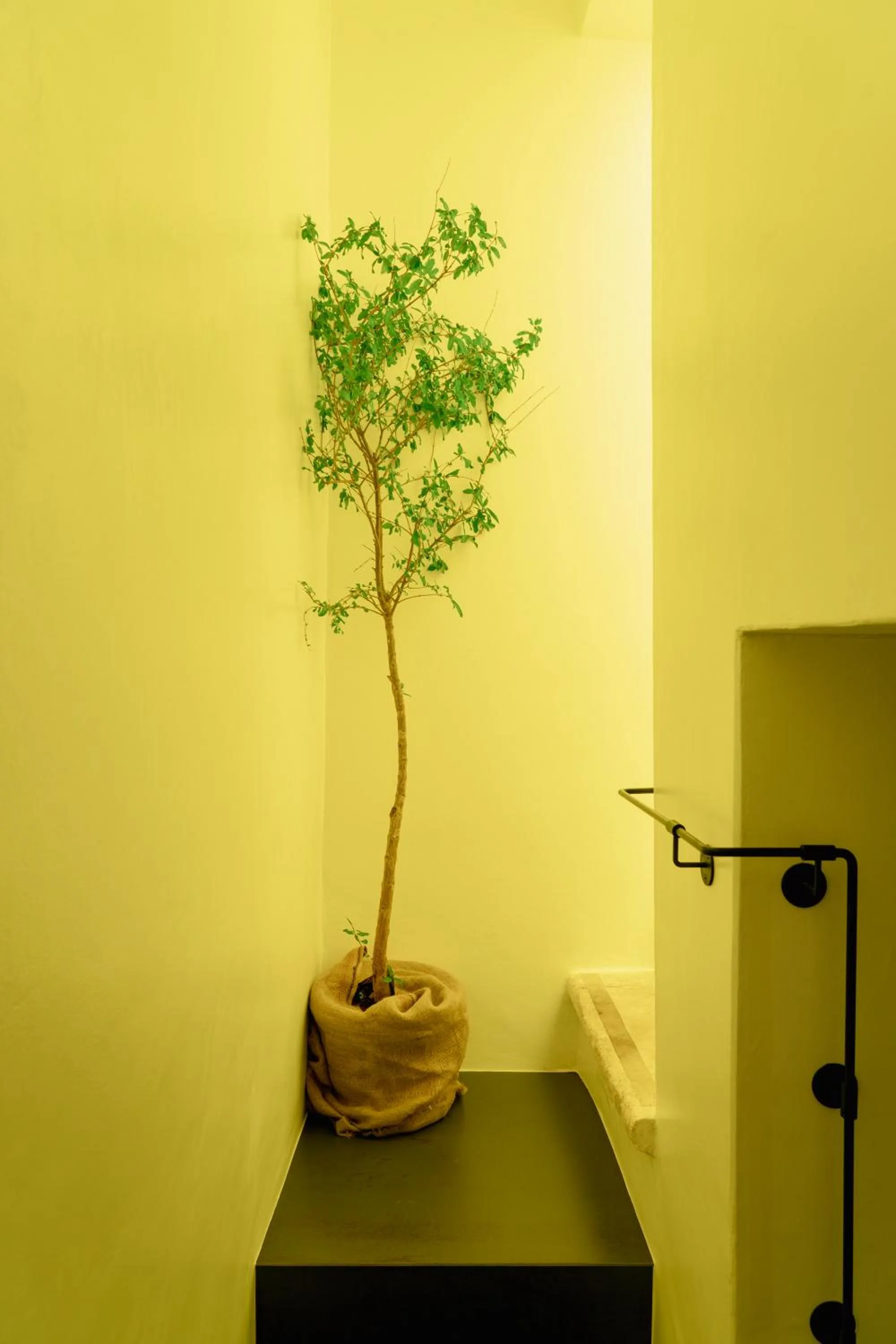 Garden in Palazzo Biancofiore, suites & rooftop Ostuni