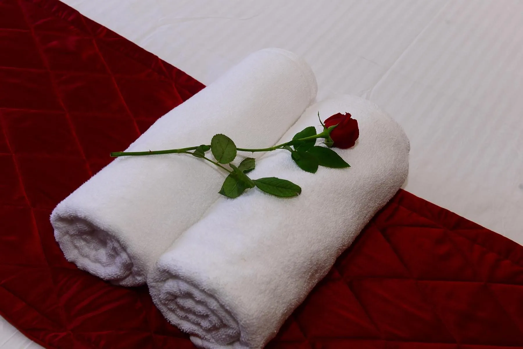 Palmtree Leaf, Munnar