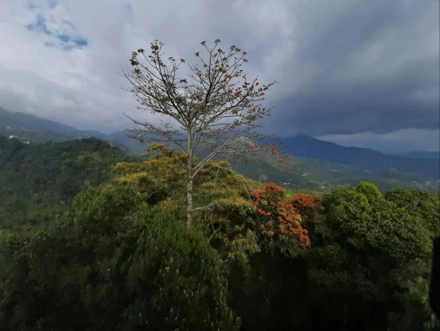 Natural landscape in Palmtree Leaf, Munnar