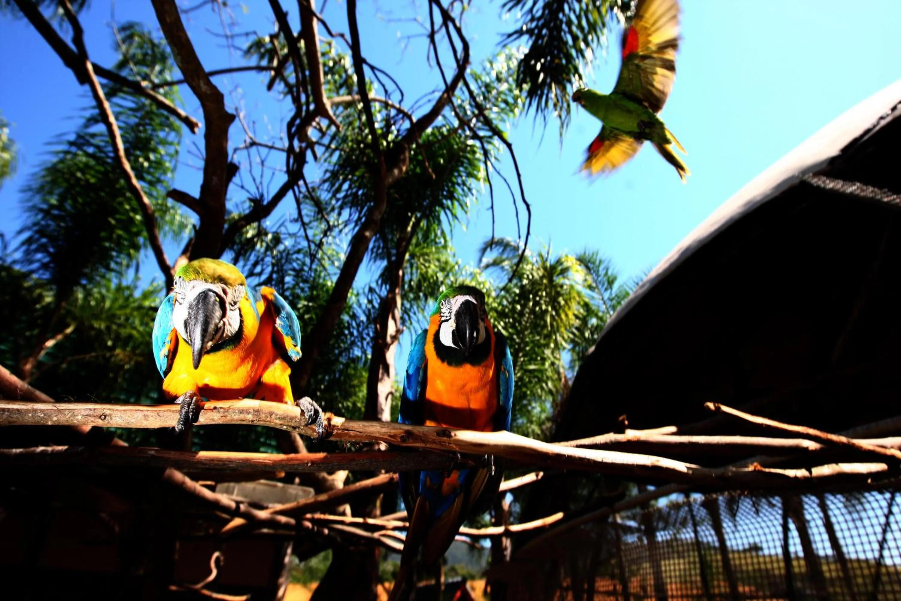 Garden in Oscar Inn Eco Resort