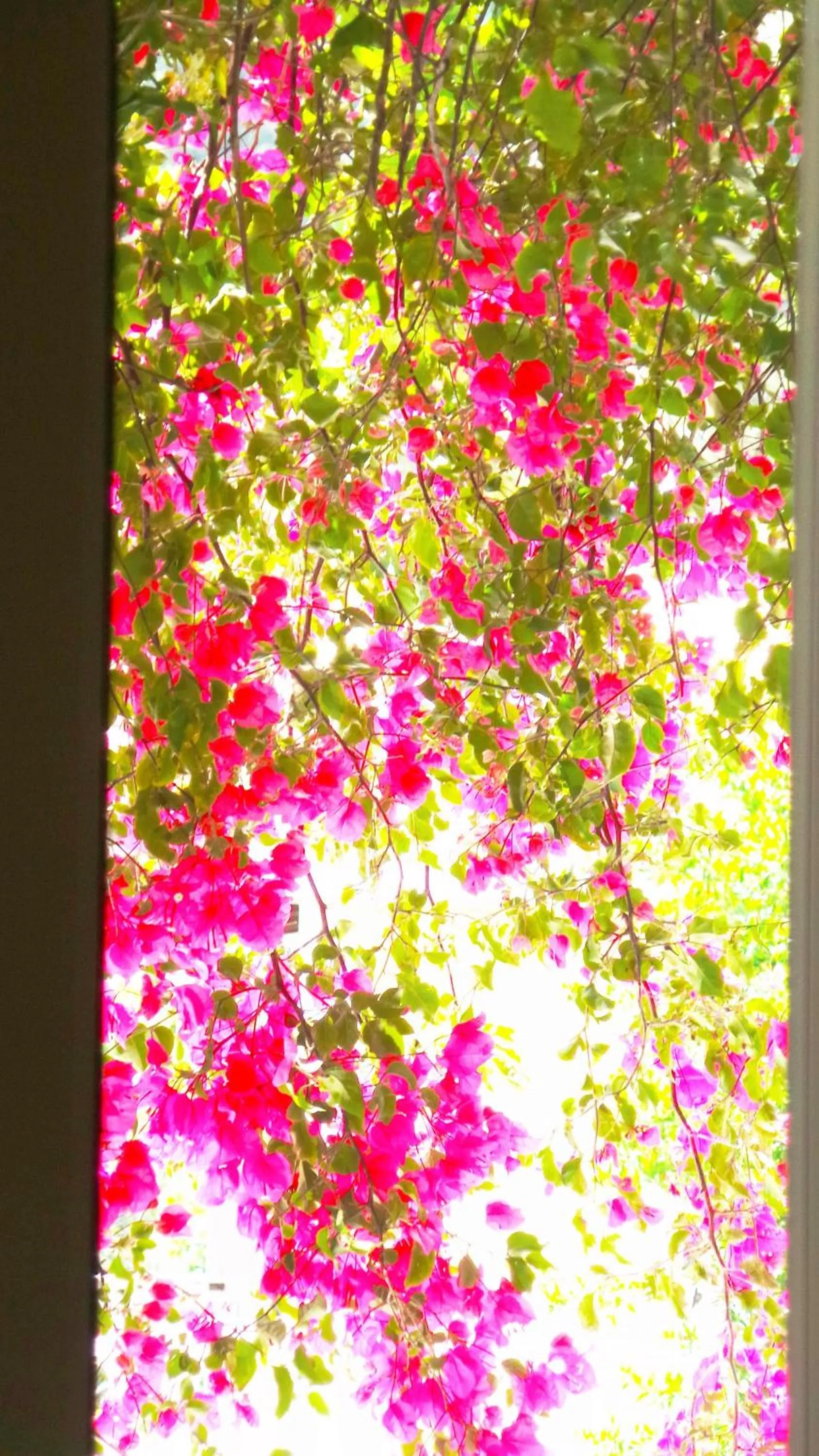 Spring in Fiore Hill Sea View Studios