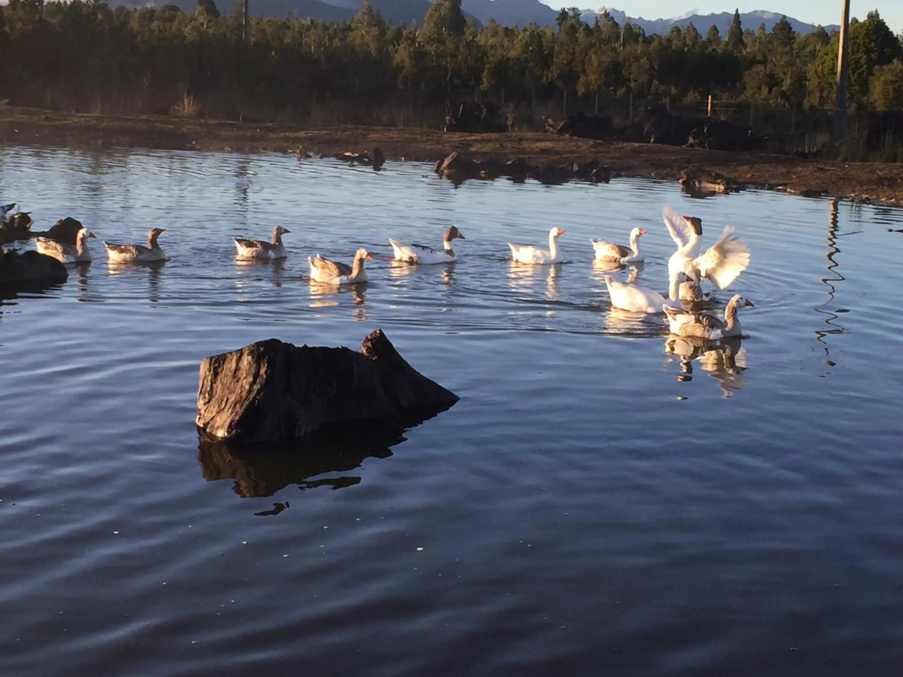 Animals in Parque la Pajarera