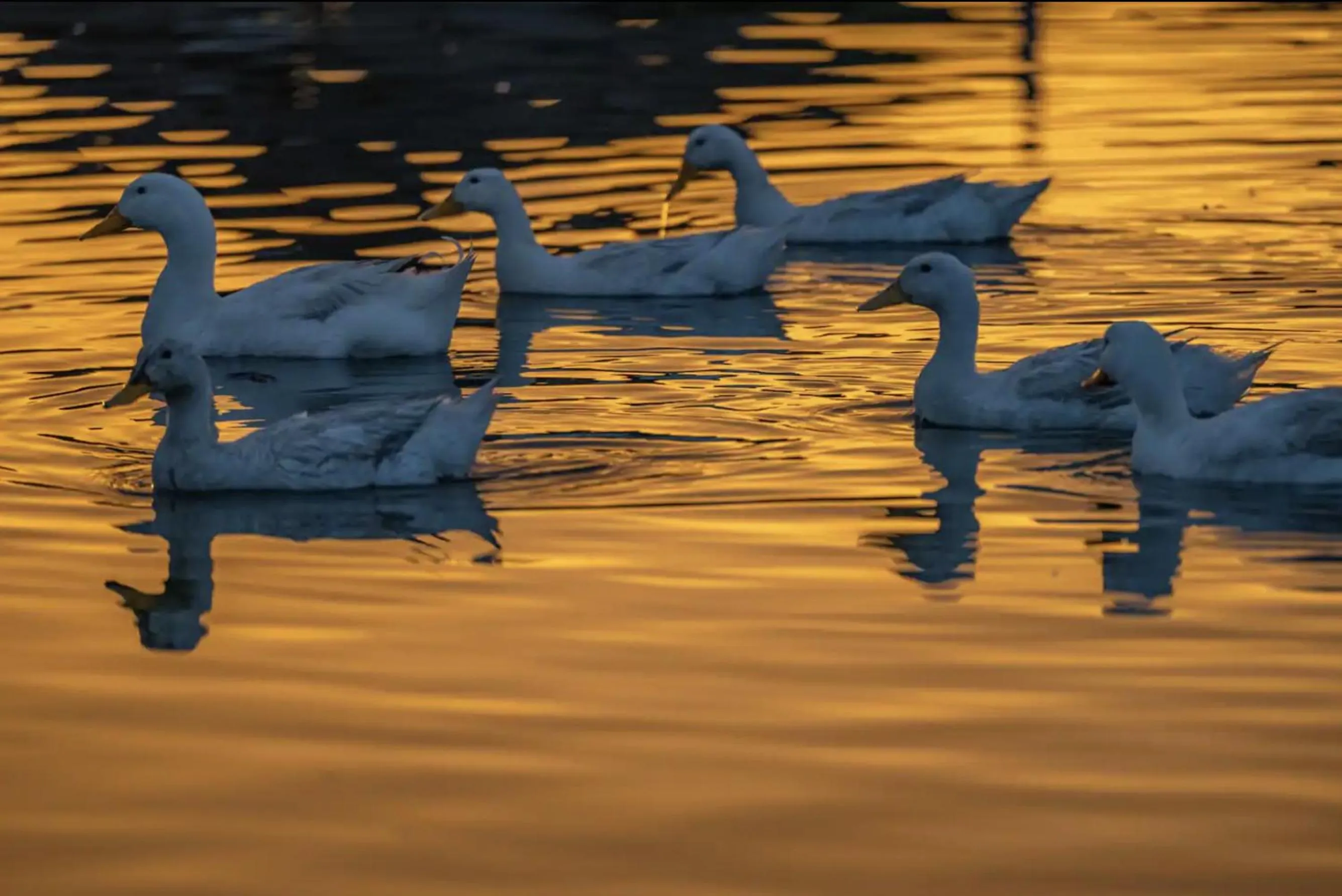 Natural landscape in Parque la Pajarera