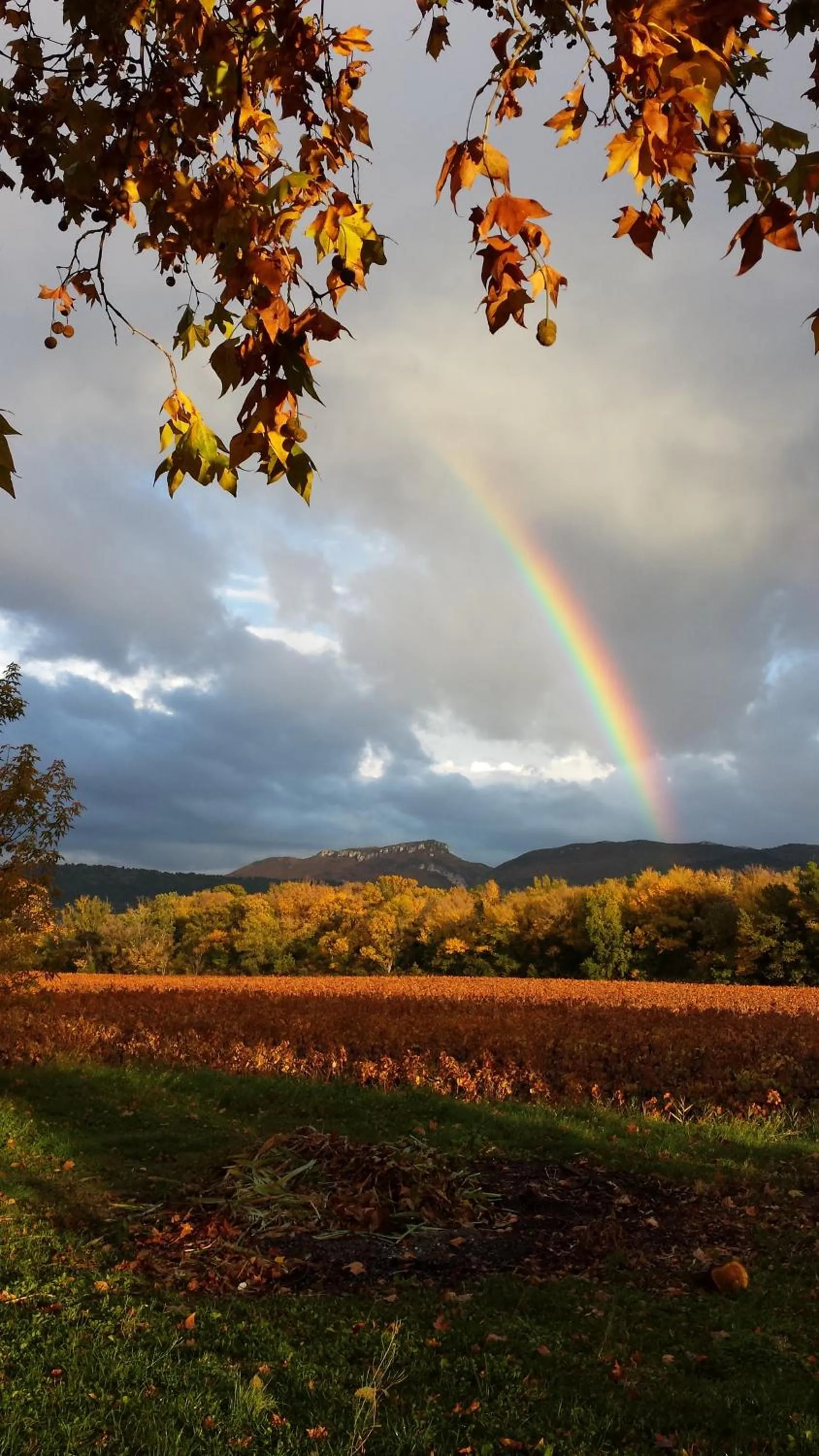 Autumn in Mas des Armouriers