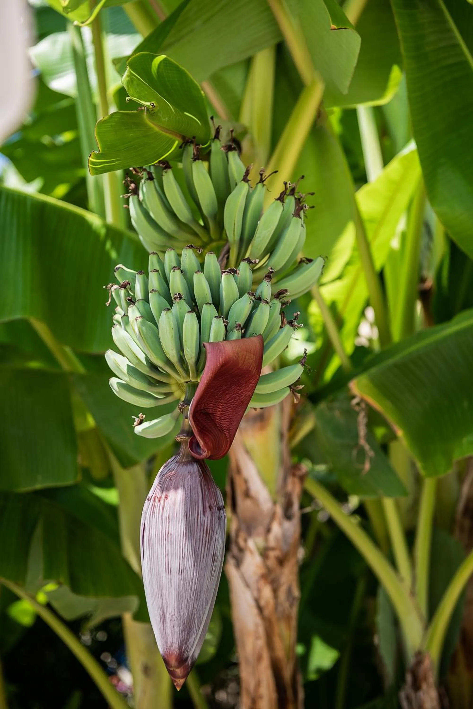 Natural landscape in Forum Suites