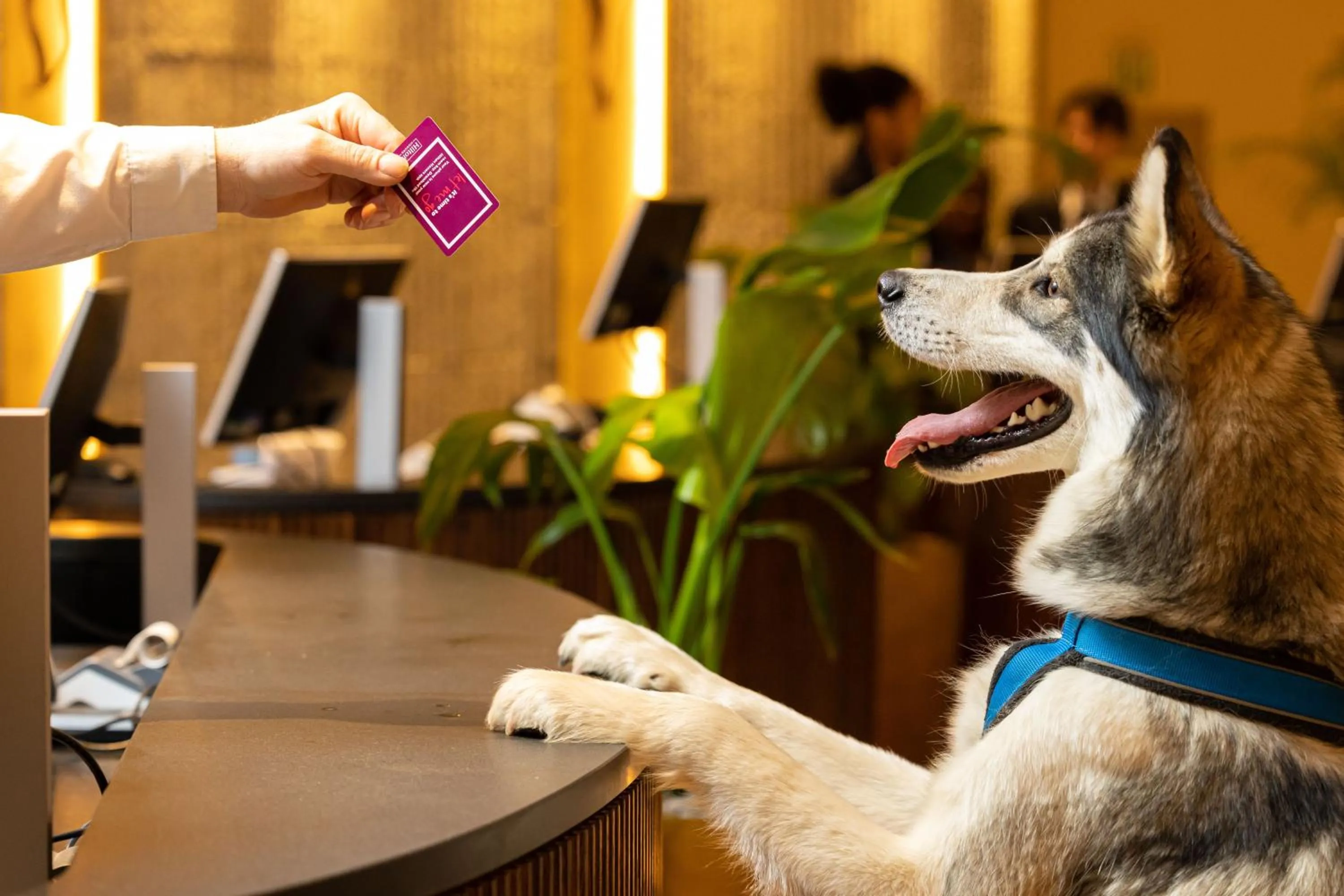pet friendly in Hilton Minneapolis