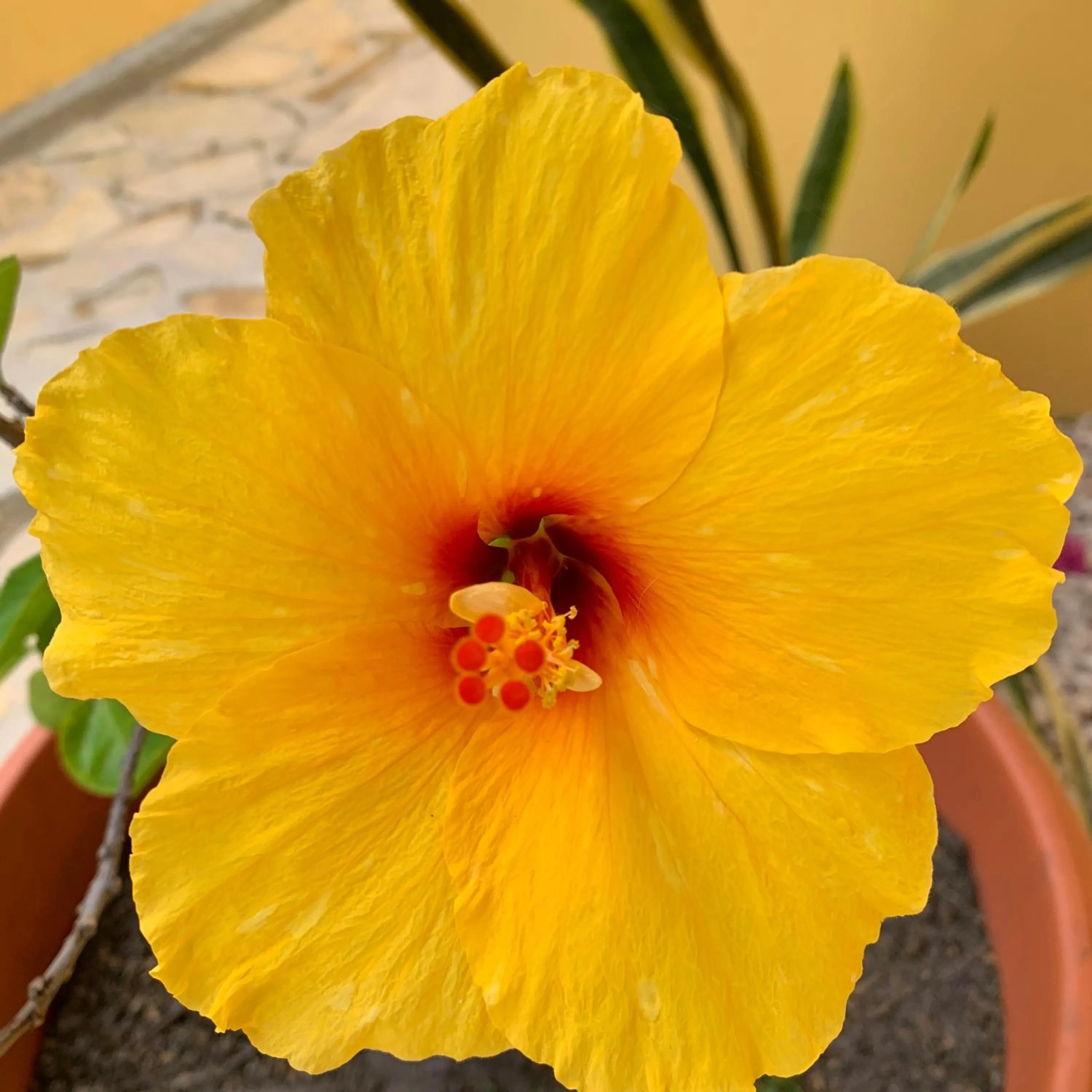 Garden in All Seasons Belize