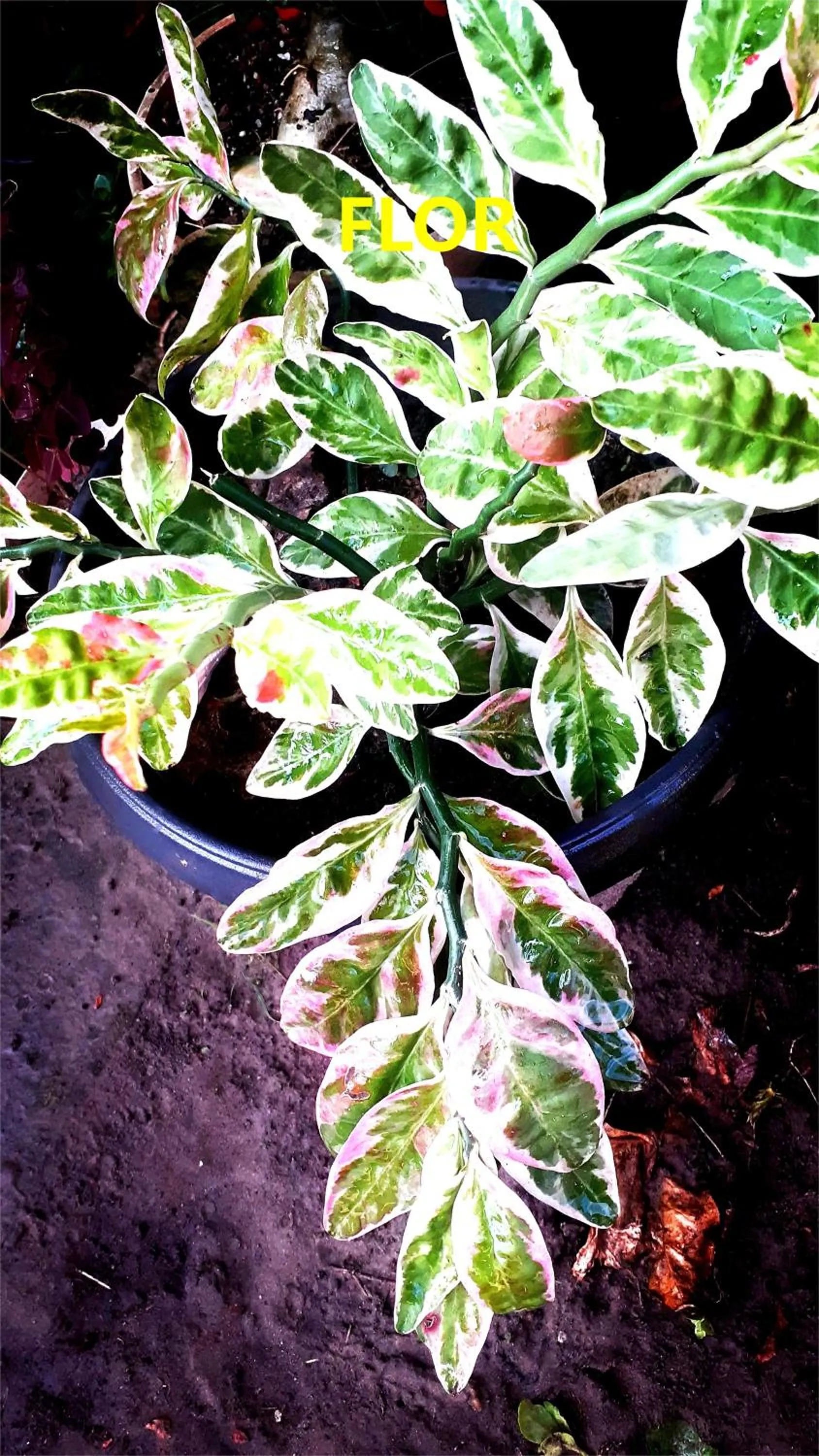 Garden view in Pousada Lagoa Flat