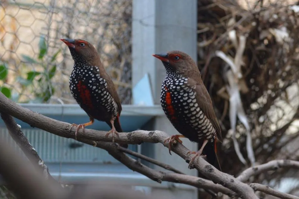 Paringa Caravan Park
