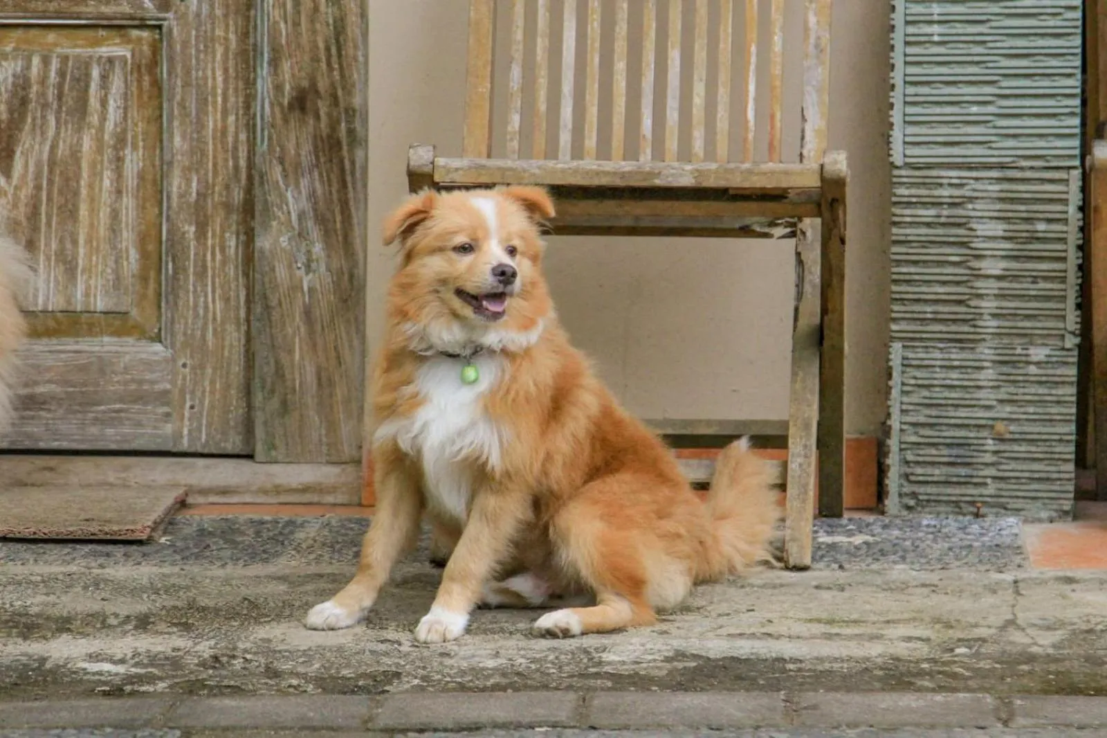 Pets in Taluh Bebek Ubud Private Villas