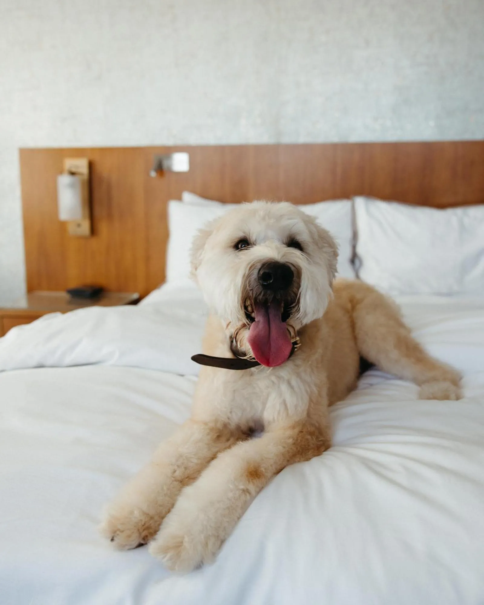 Pets, Bed in The Westin Austin at The Domain