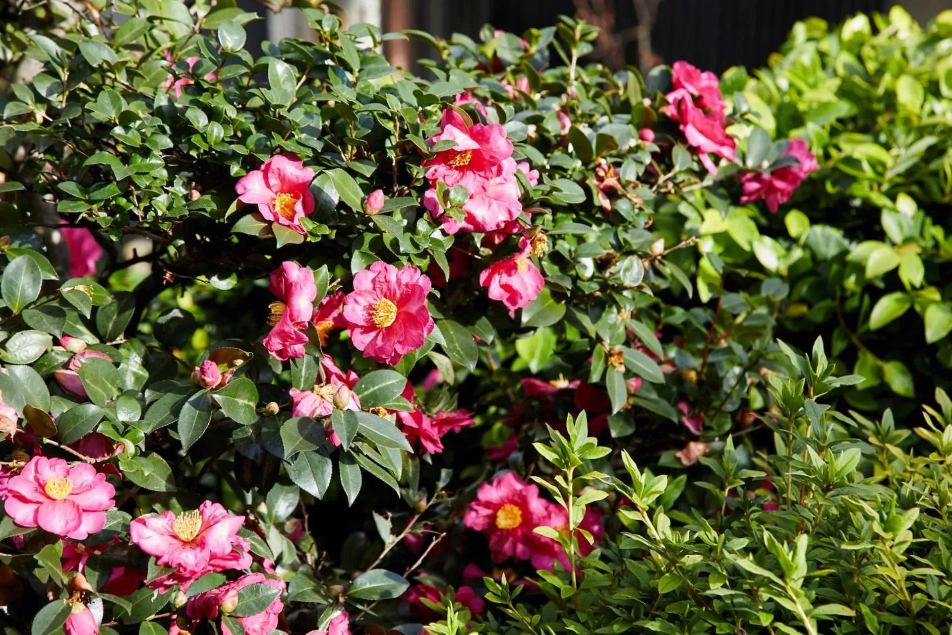 Garden in Umeyu no yado by YADORU KYOTO HANARE