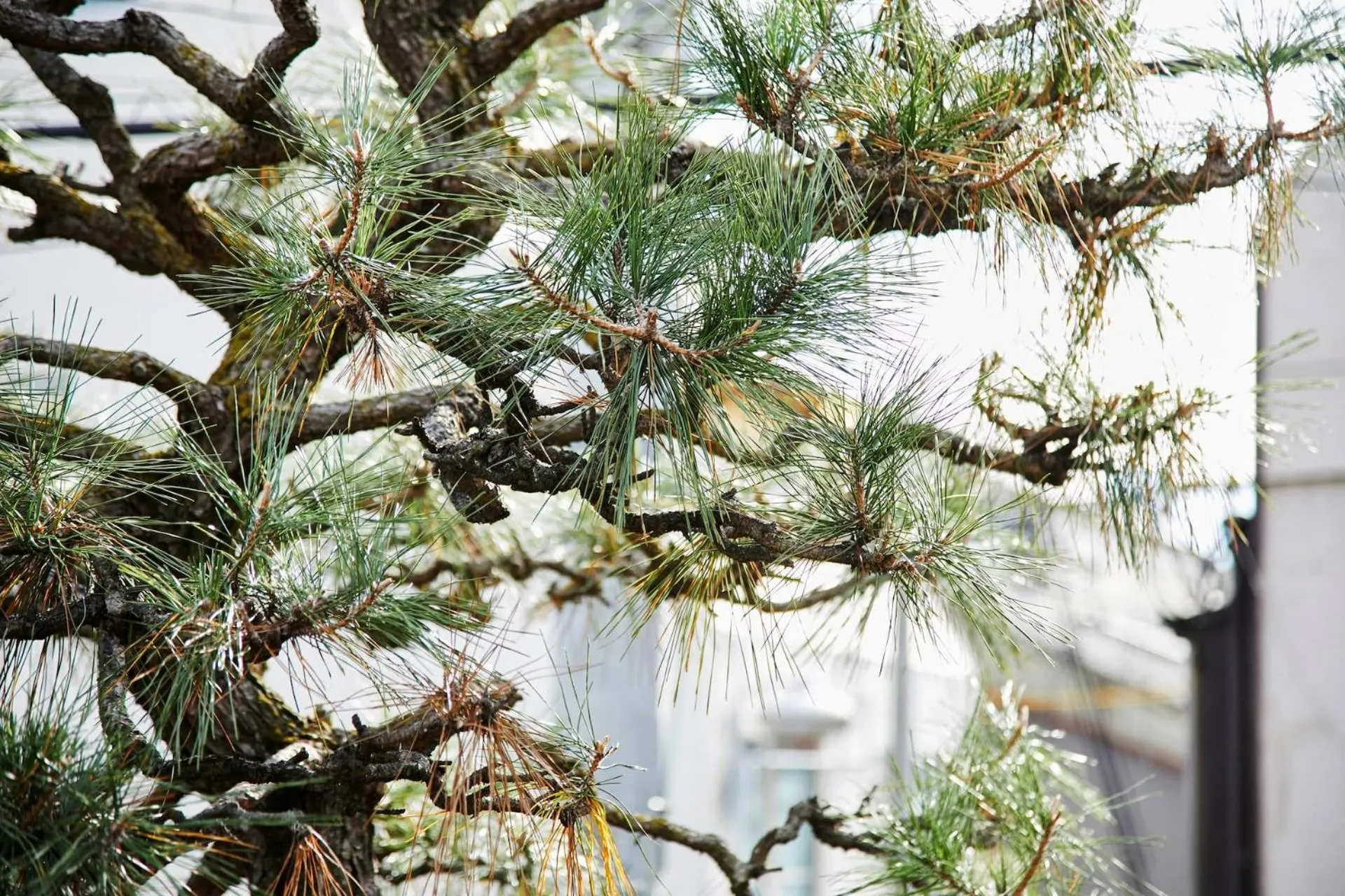 Garden in Umeyu no yado by YADORU KYOTO HANARE