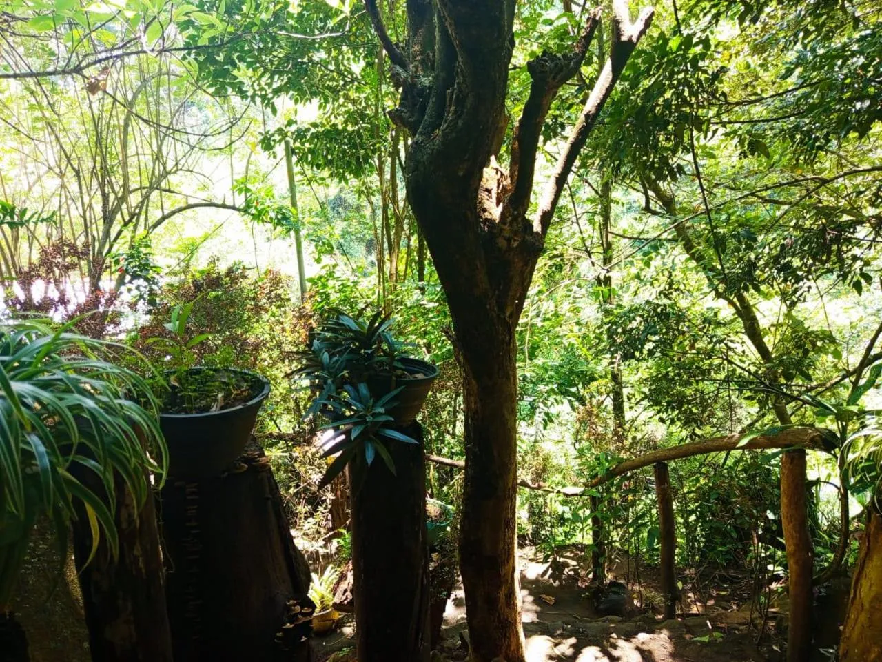 Natural landscape in Jungle Face Inn