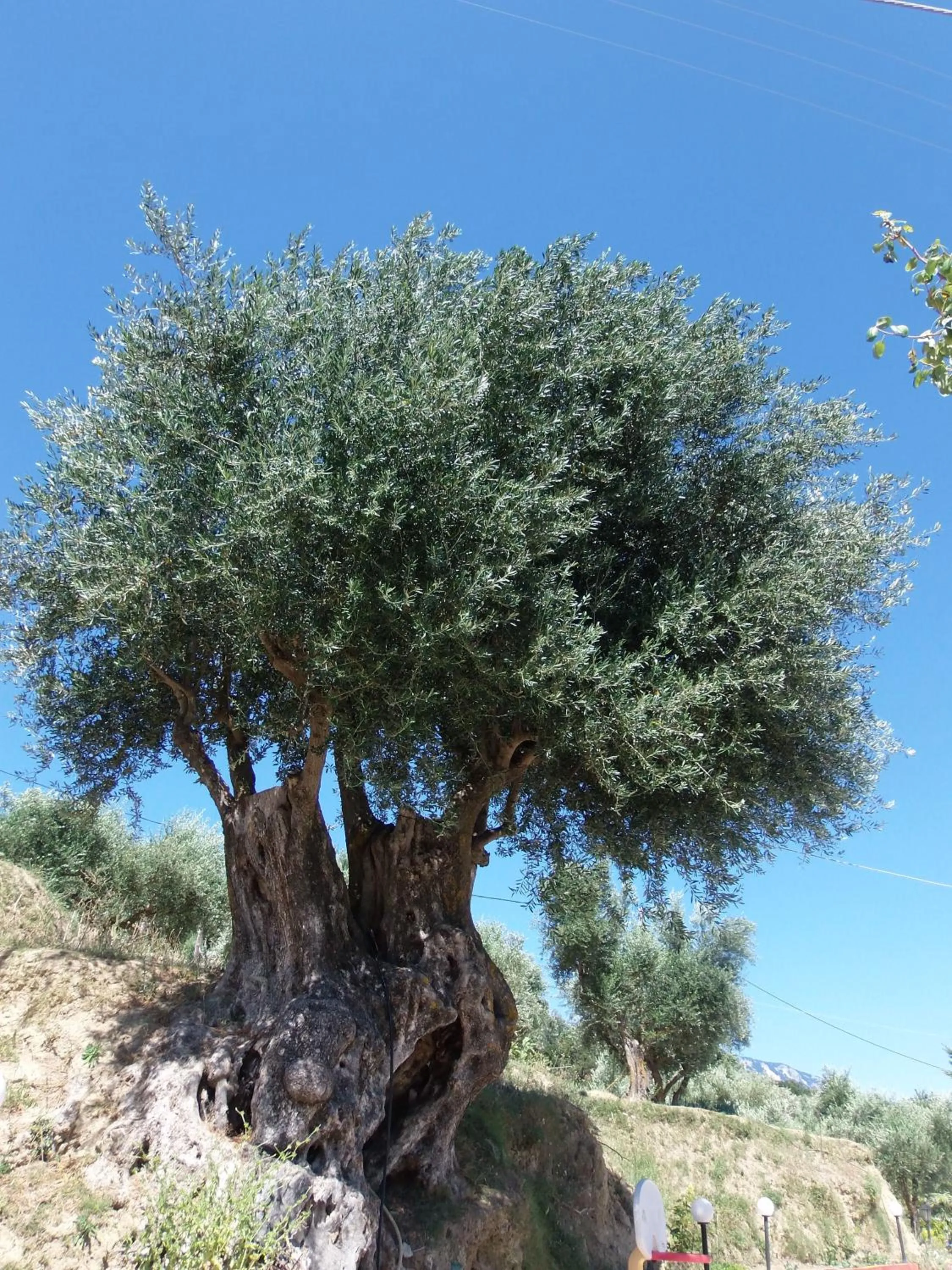 Amazona Apartments and Studios