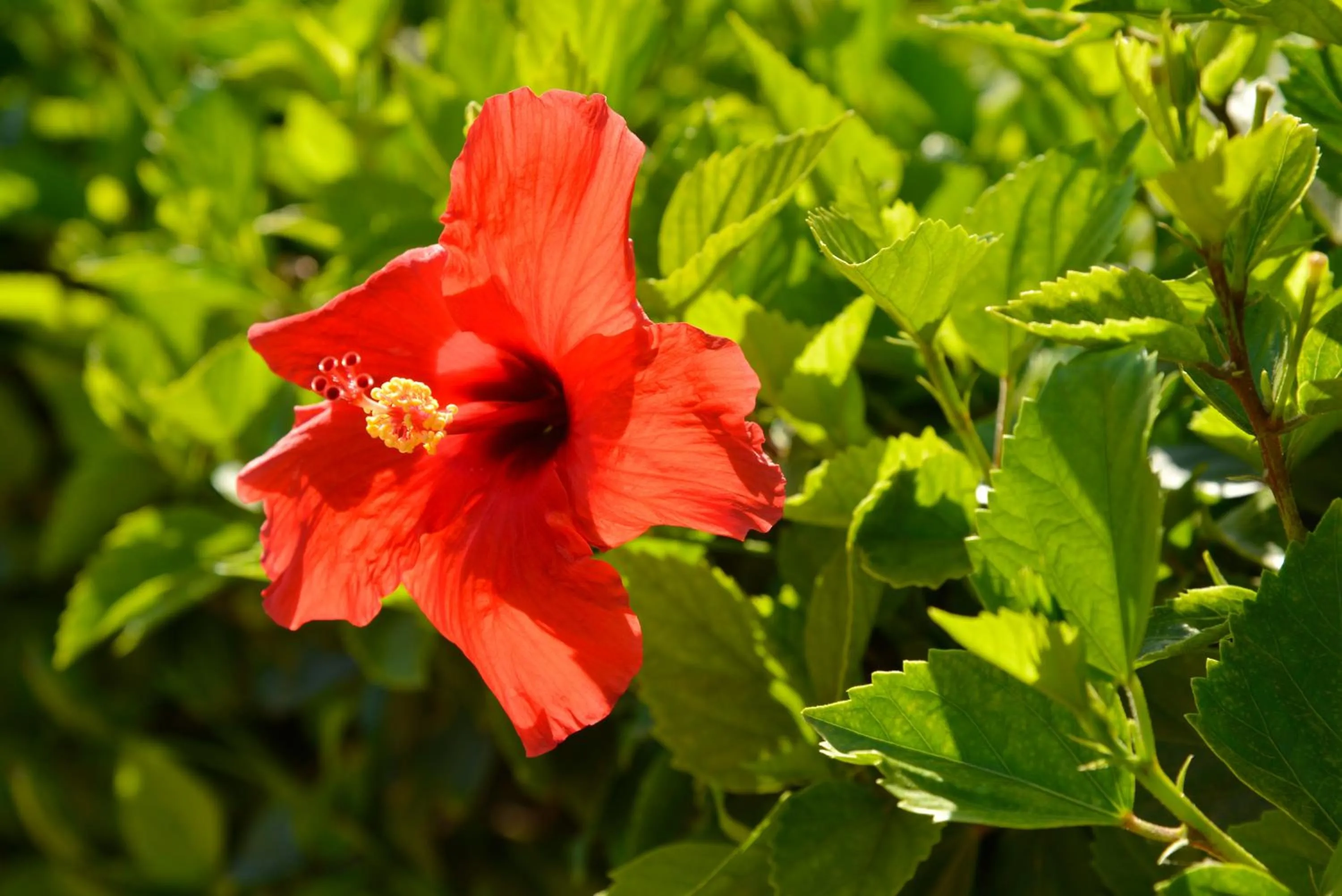 Garden in Makronisos Village