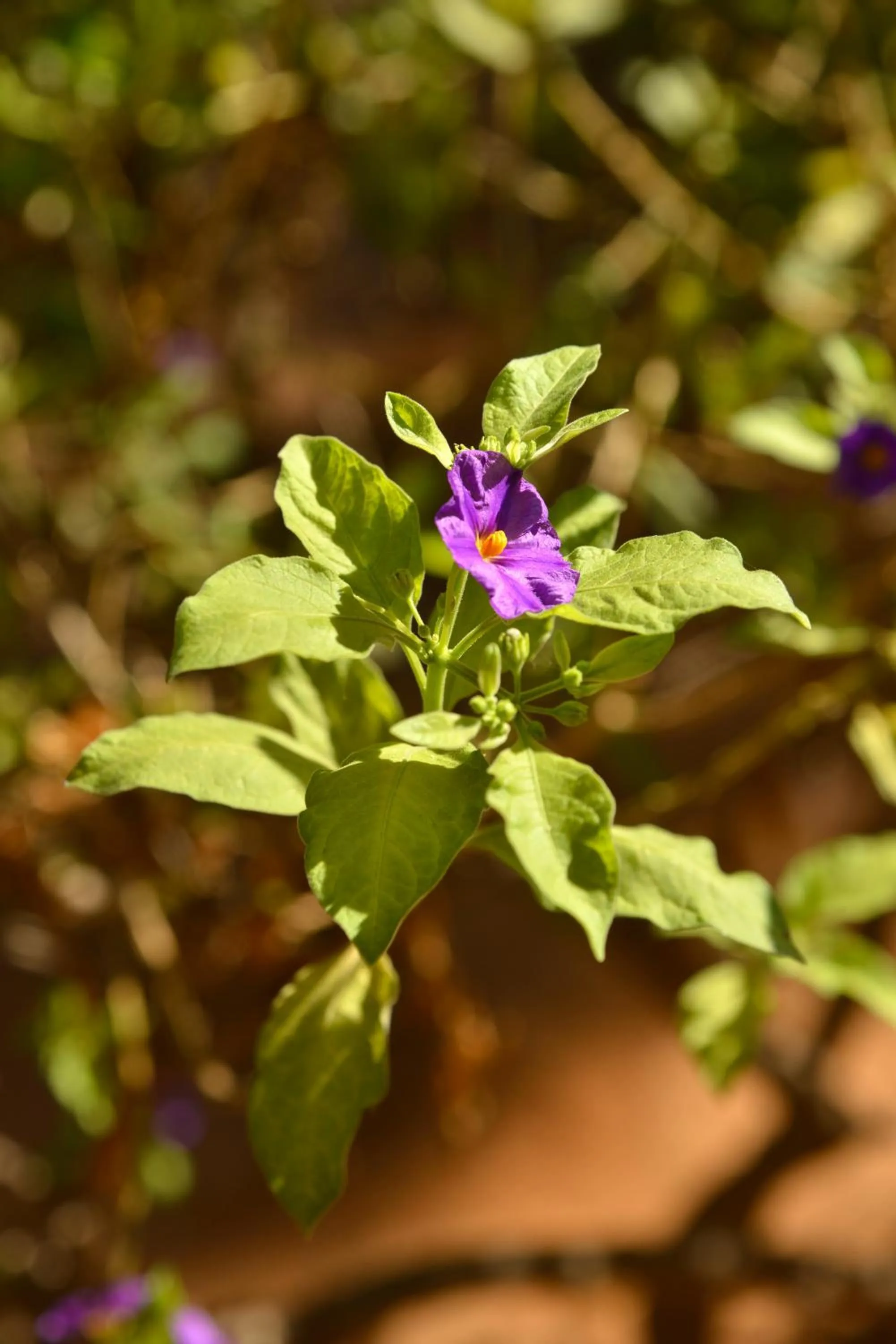 Garden view in Makronisos Village