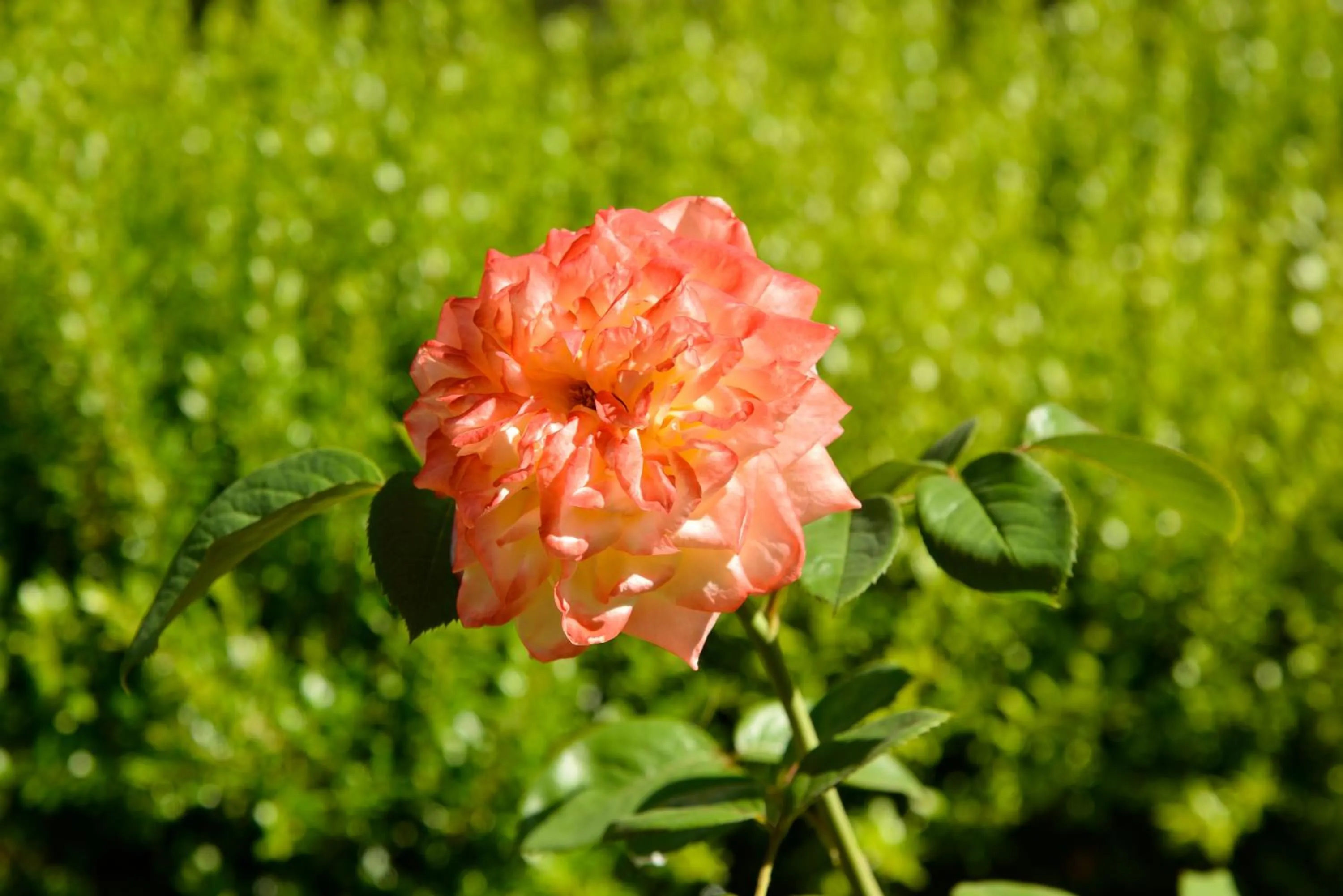 Garden in Makronisos Village