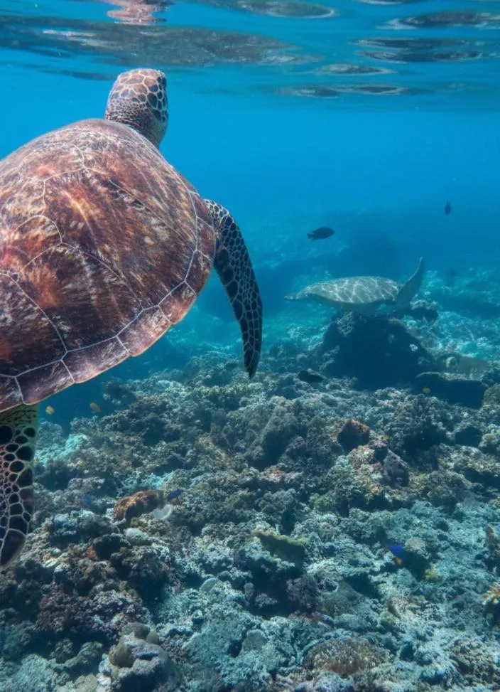 Snorkeling in La Gautch Bungalow